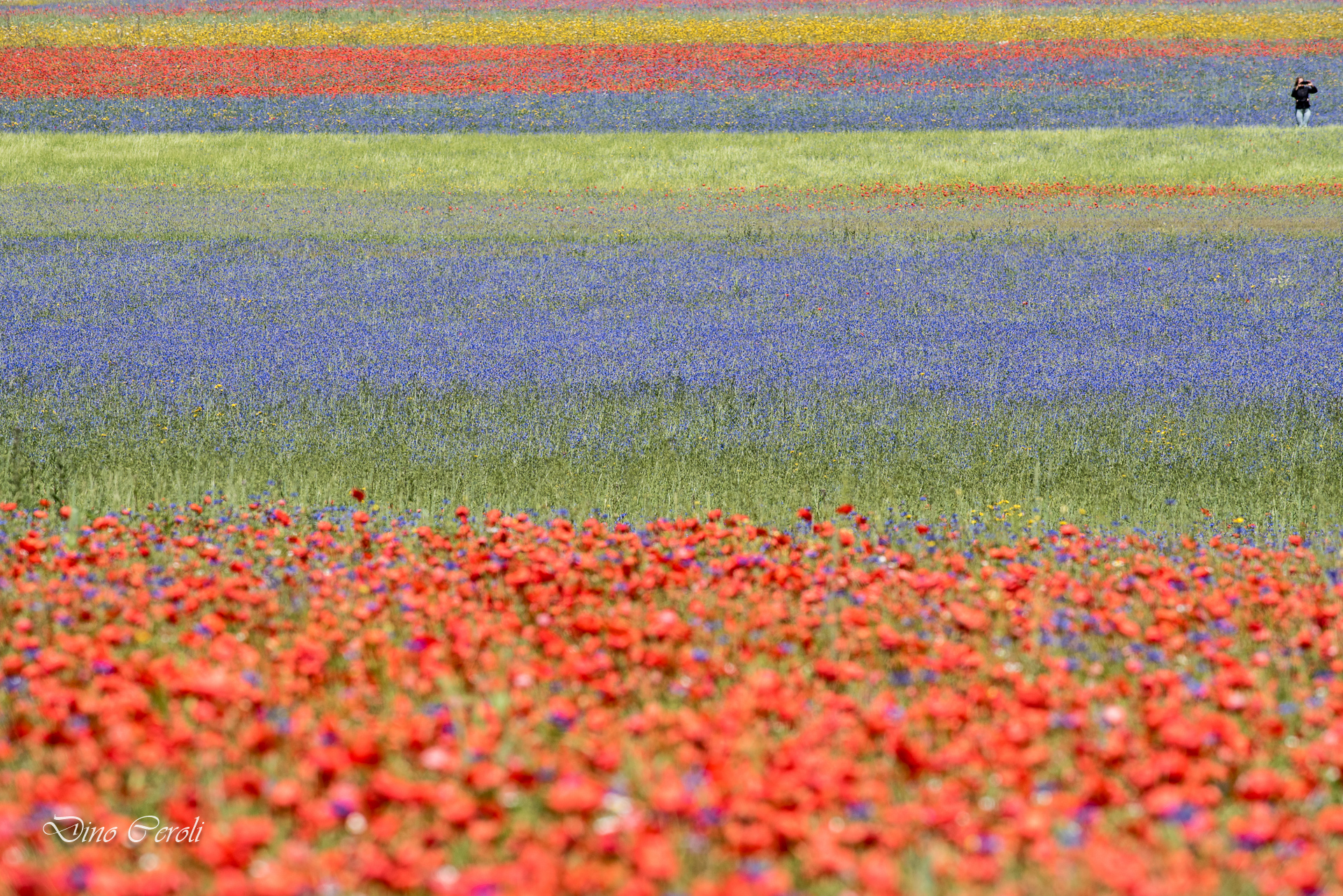 Castelluccio di Norcia 2020