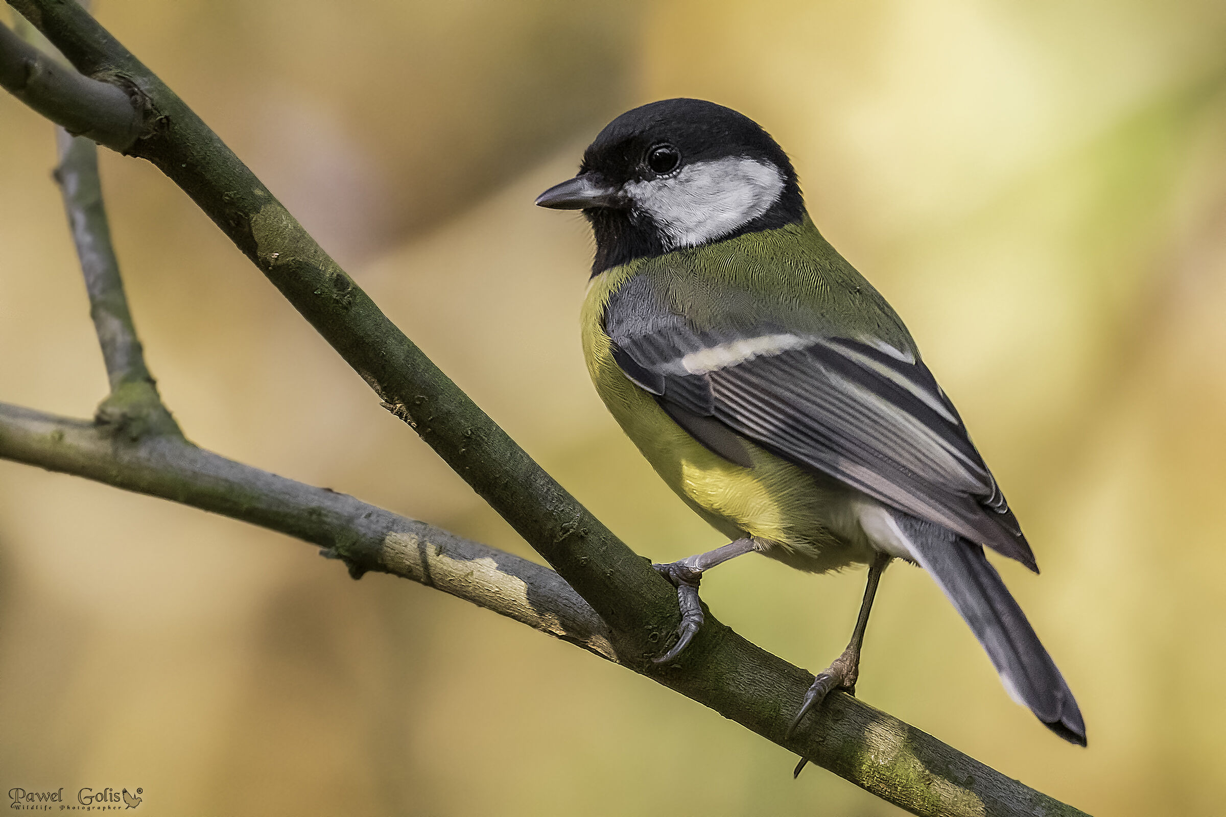 La grande tit (Parus major)