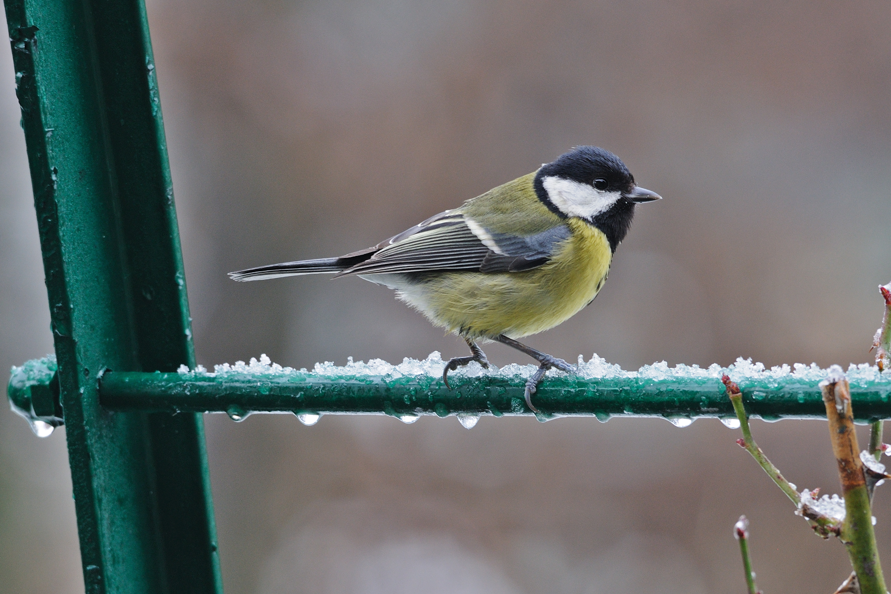 From the window of the house ...