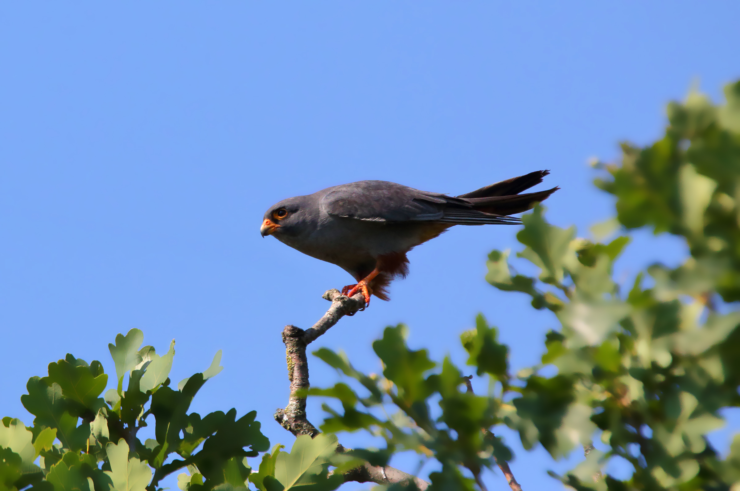 Maschio falco cuculo