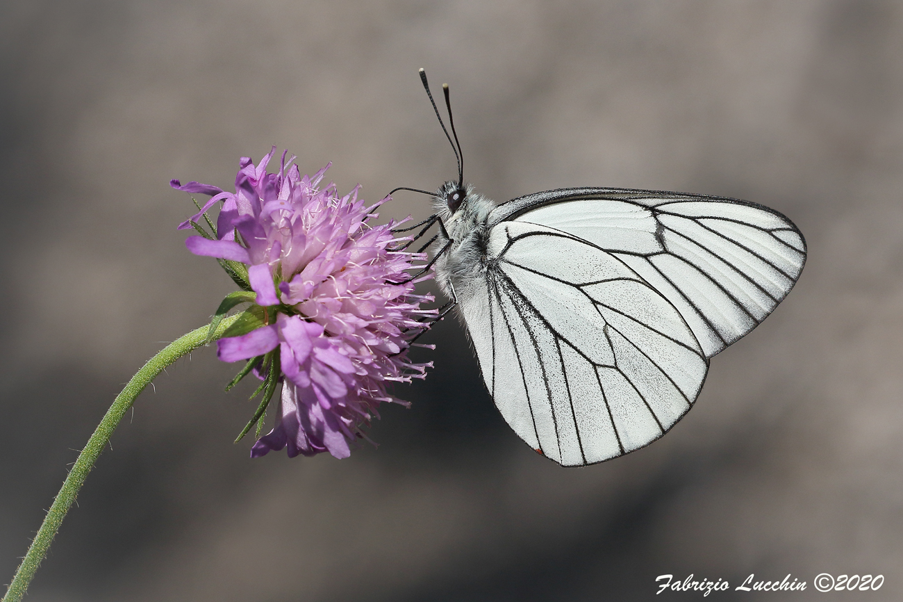 Aporia crataegi (esemplare maschio) Scatto mano libera