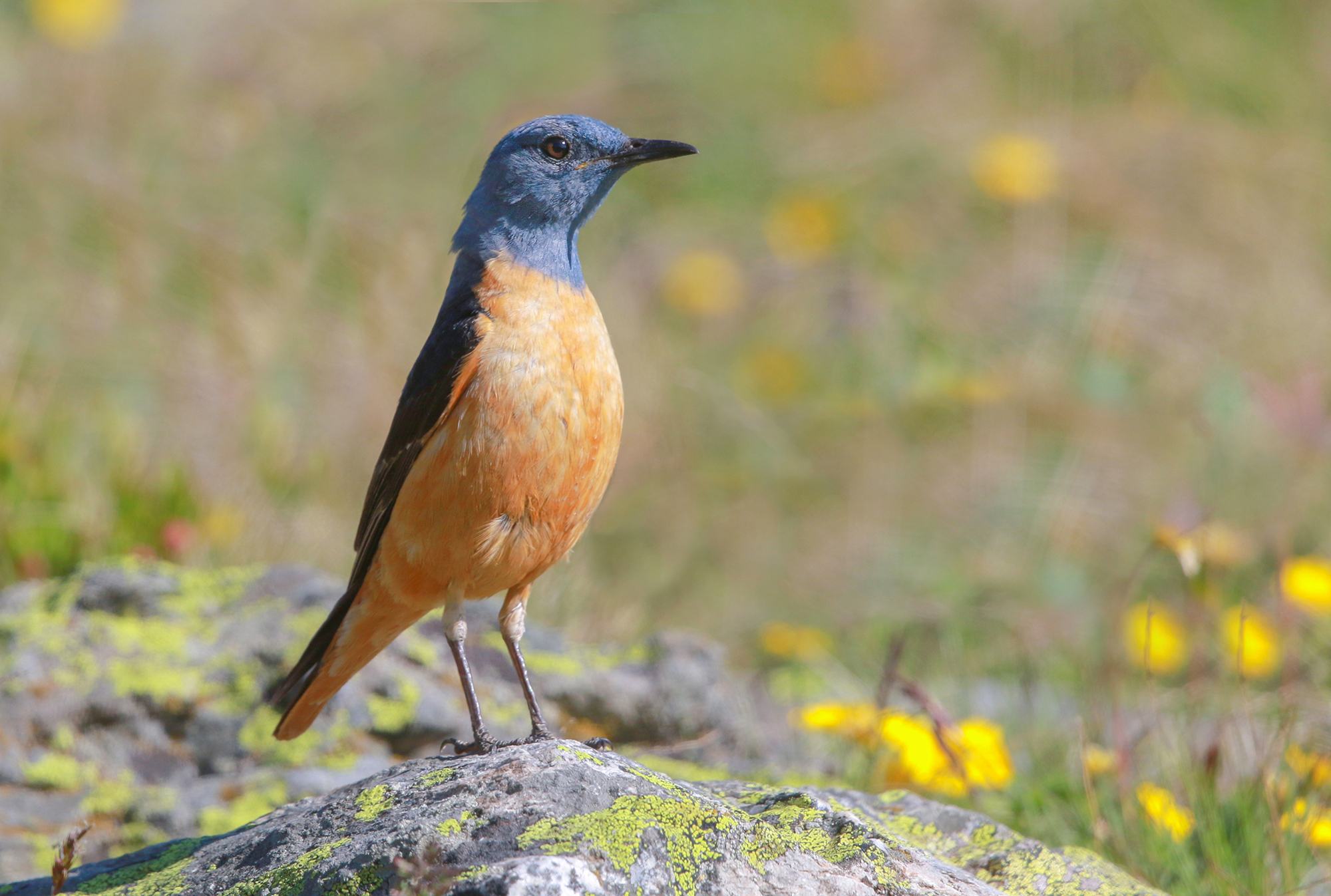 prato fiorito con codirossone