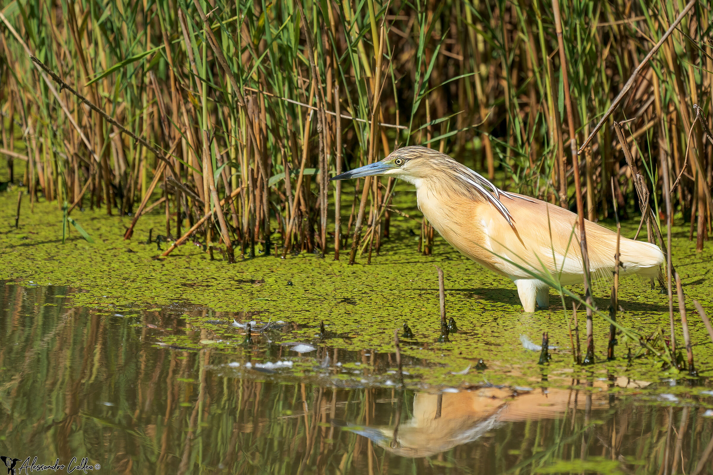 Sgarza ciuffetto in caccia...