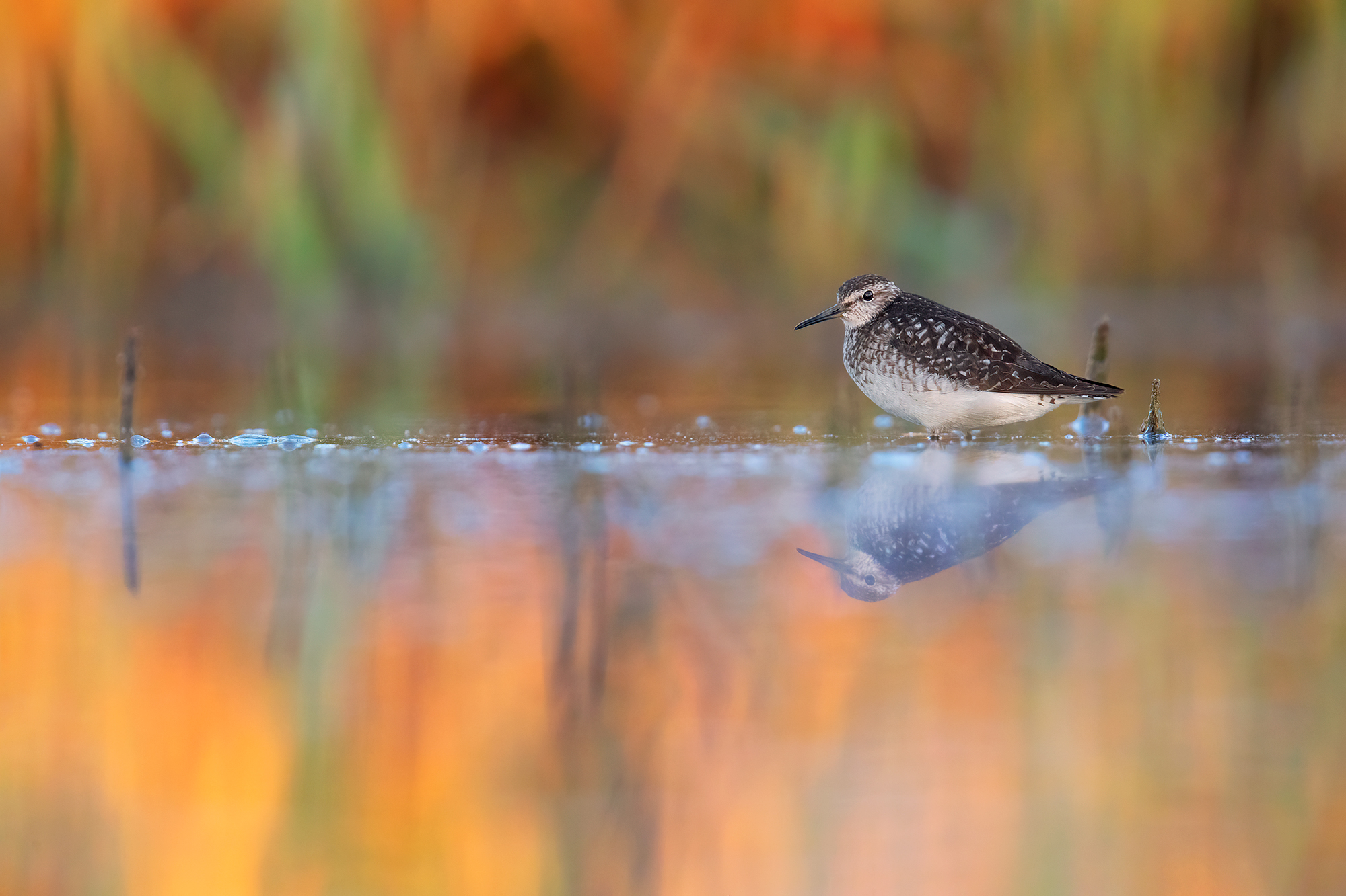 Sunrise, sounds, lights and colors