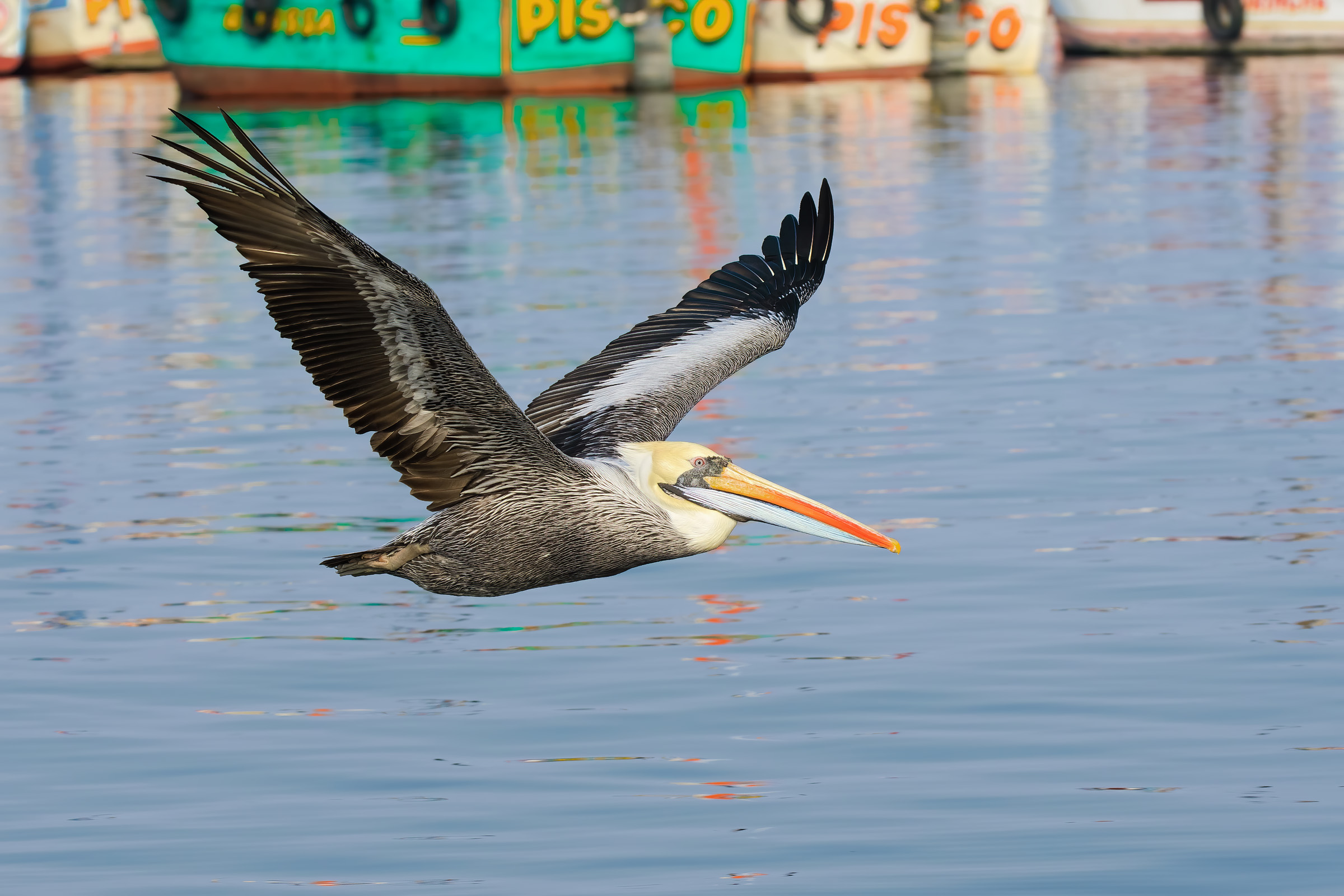 Peruvian Pelicanus (Pelecanus thagus)