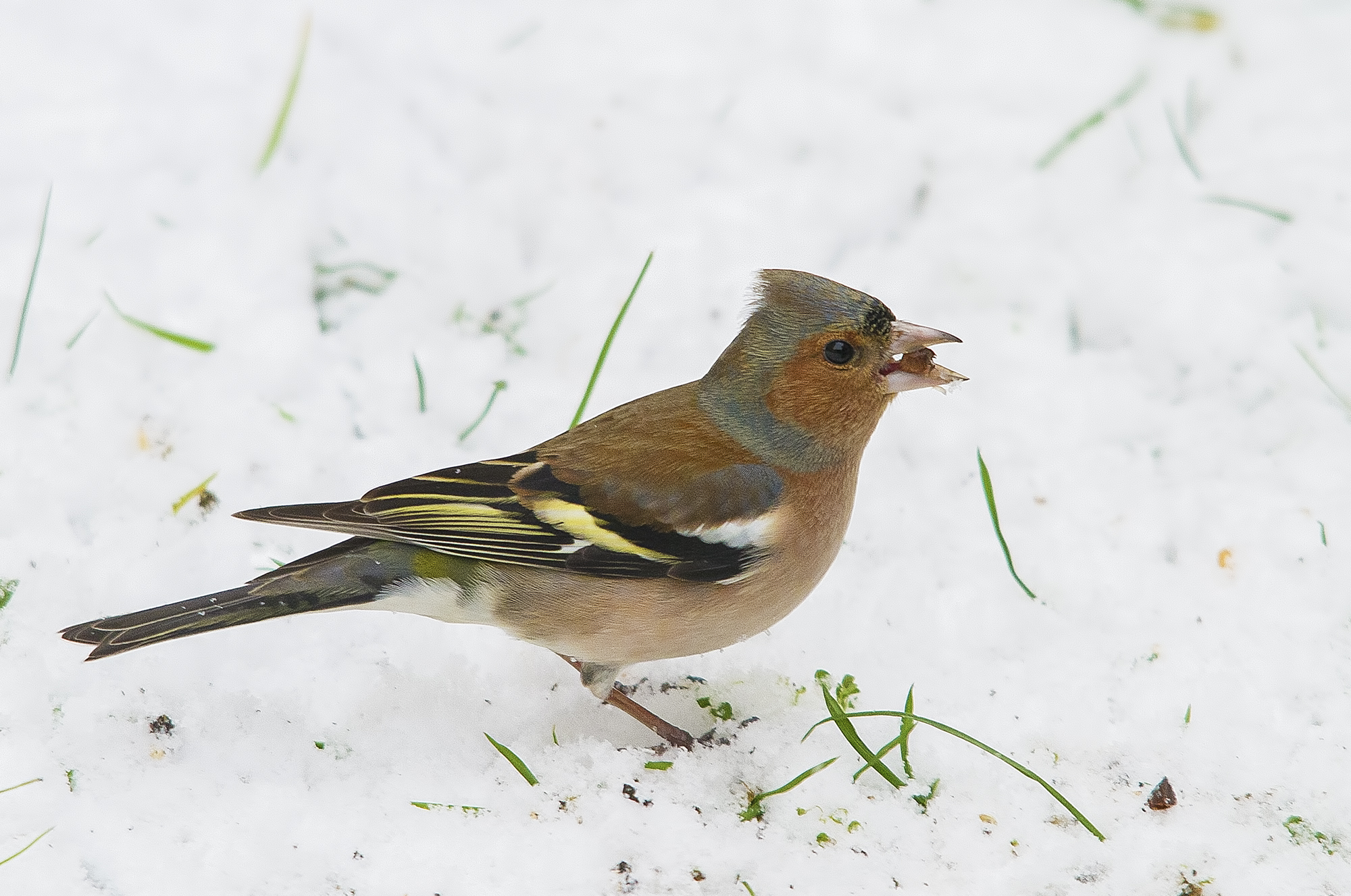 Chaffinch in the snow ISO 3200