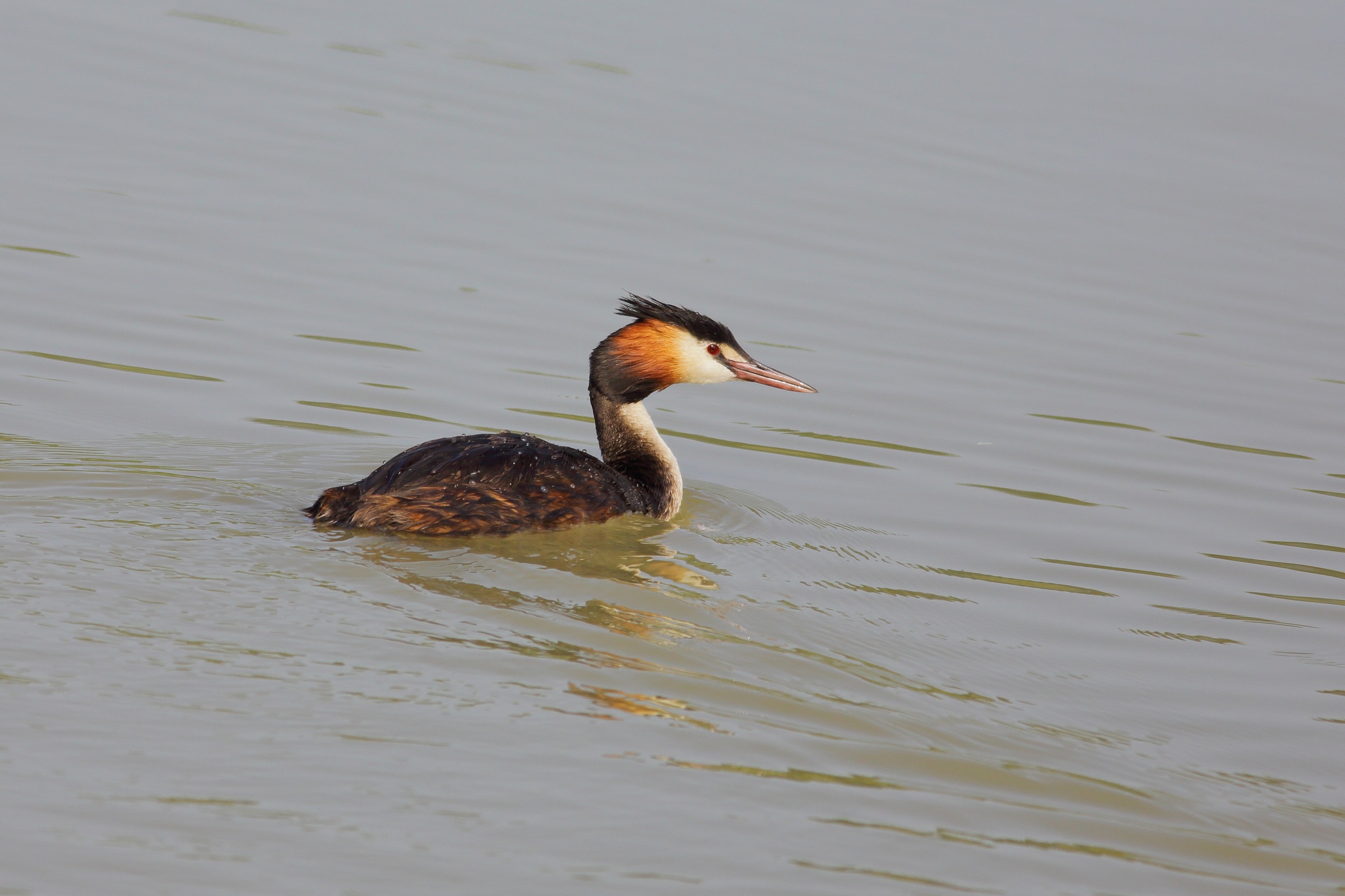 Podiceps cristatus Major