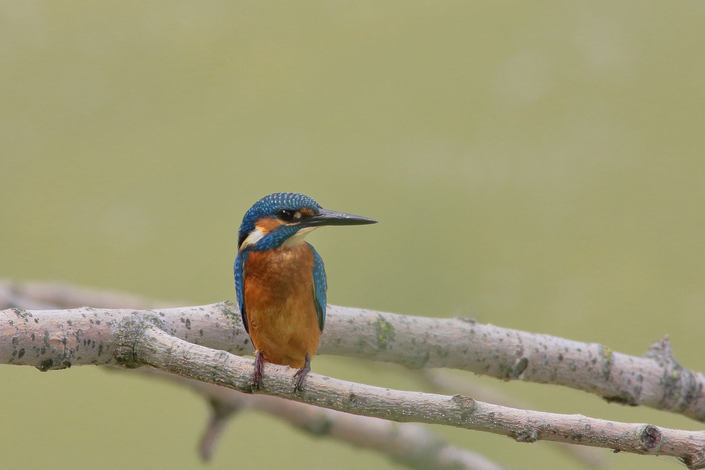 Alcedo atthis Martin fisherman