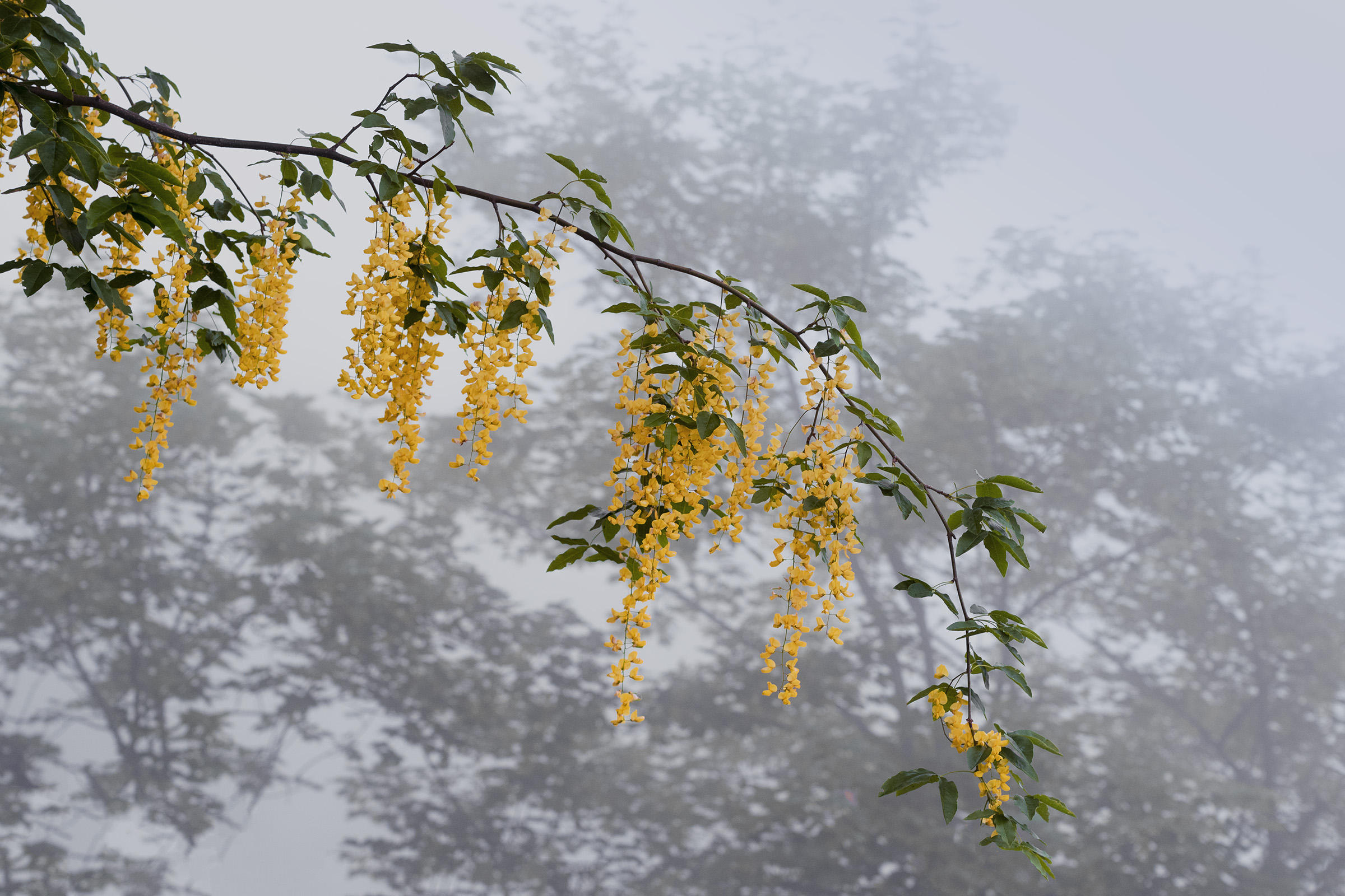 Maggiociondolo alpino