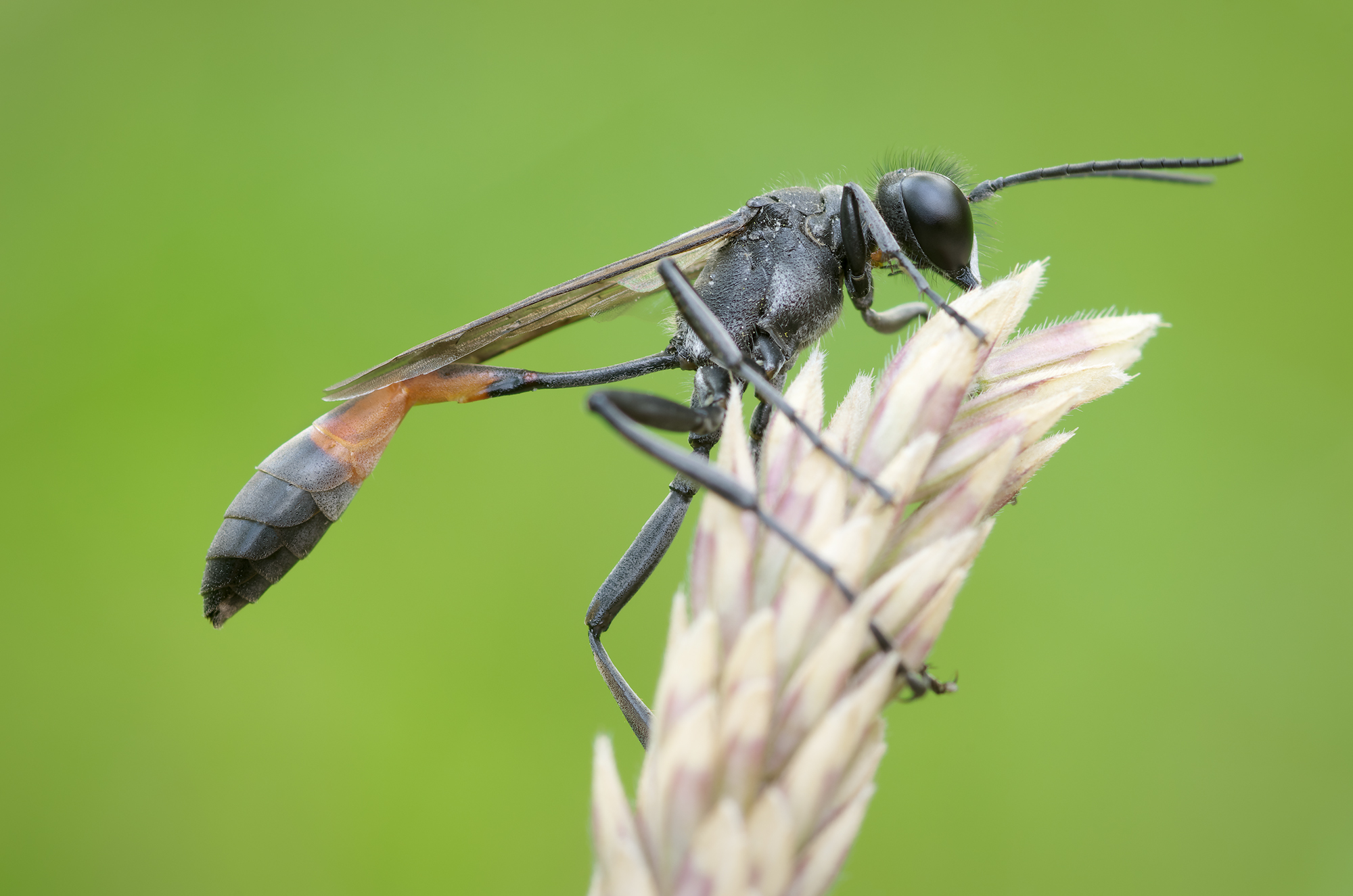 Ammophila sabulosa