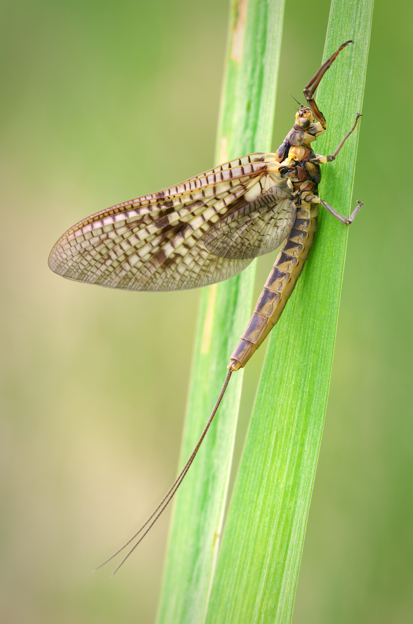 Ephemeroptera