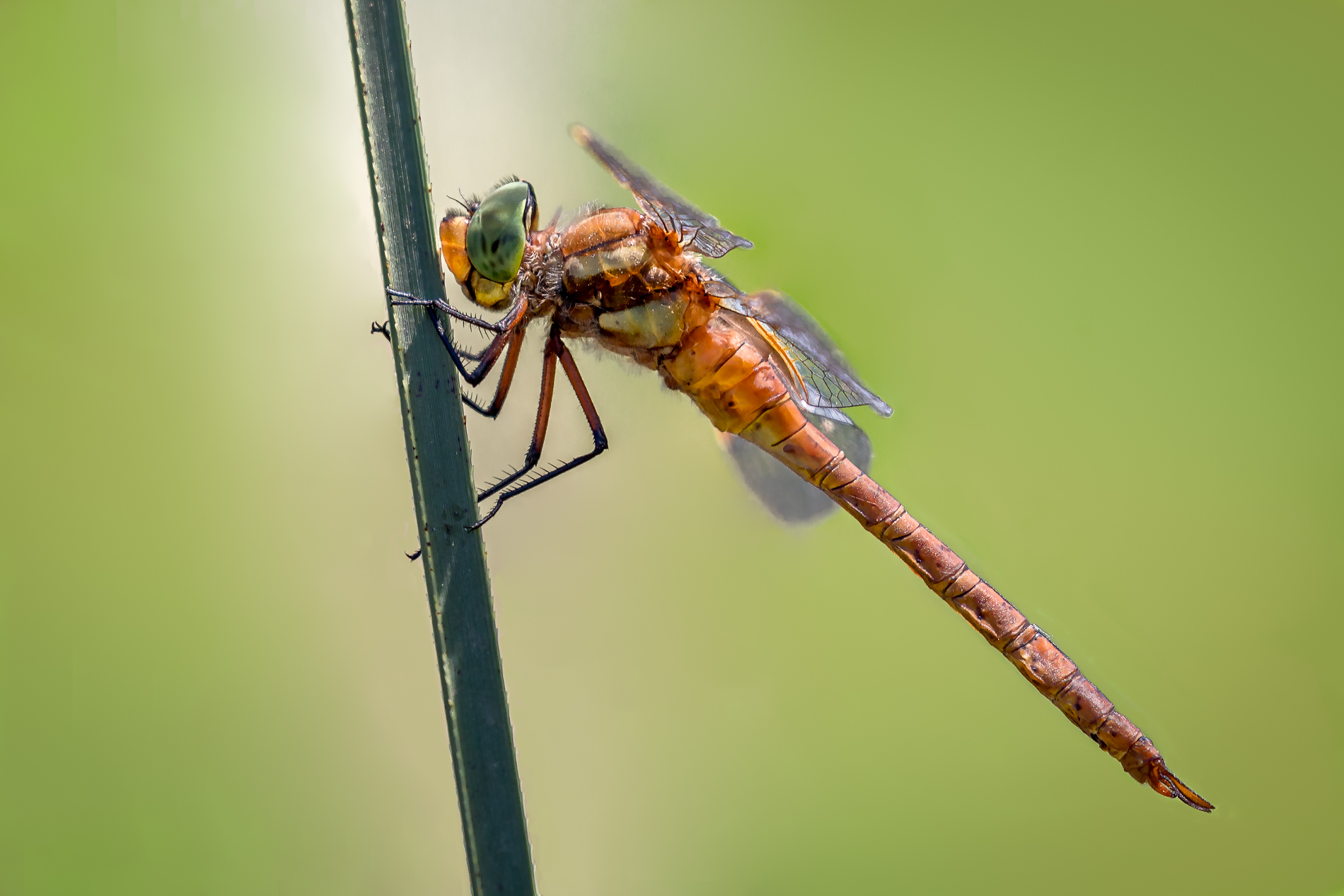 Dragonfly