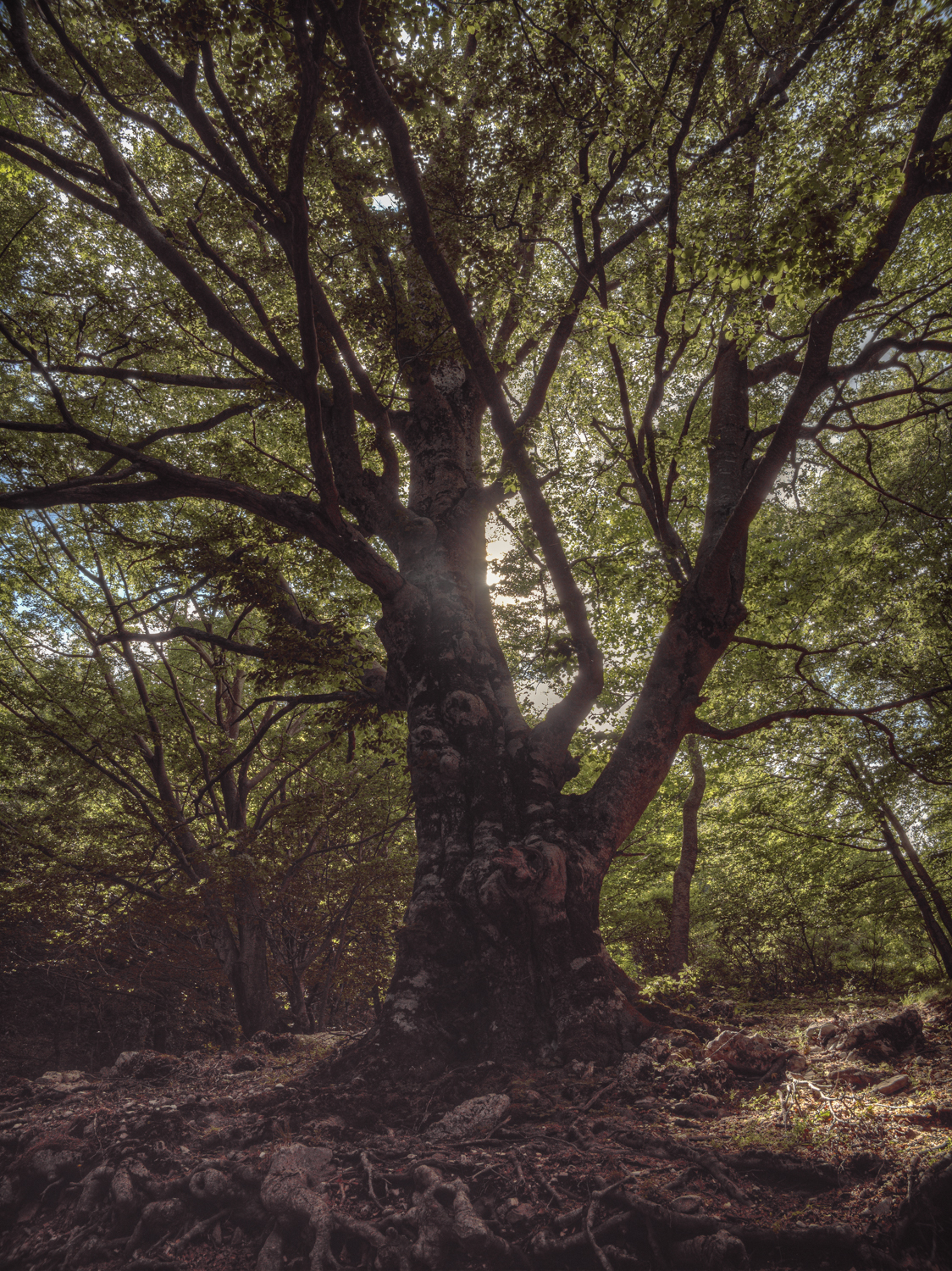 Mount Brown Century Tree