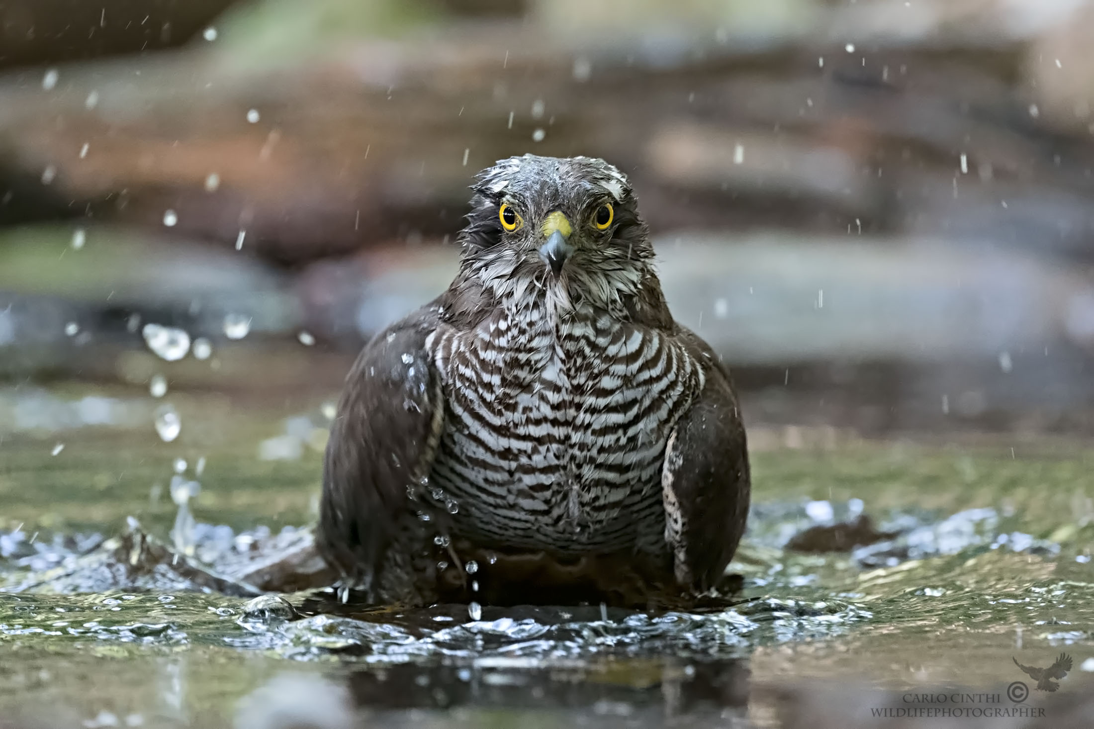 Sparviere femmina - Capanno bosco km 0