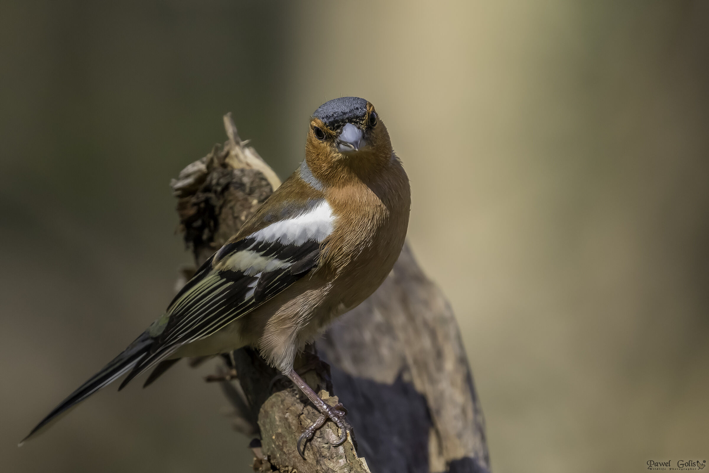 Chaffinch comune (Fringilla coelebs)