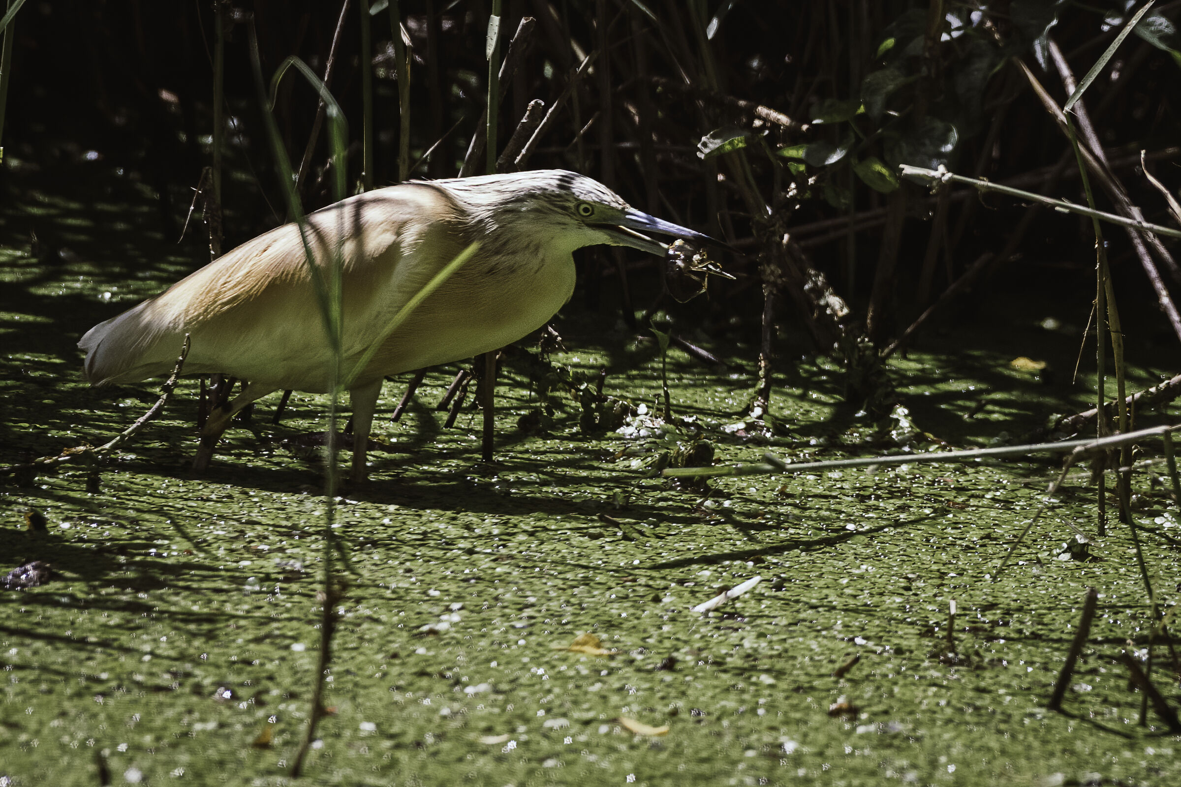 in un sol boccone...