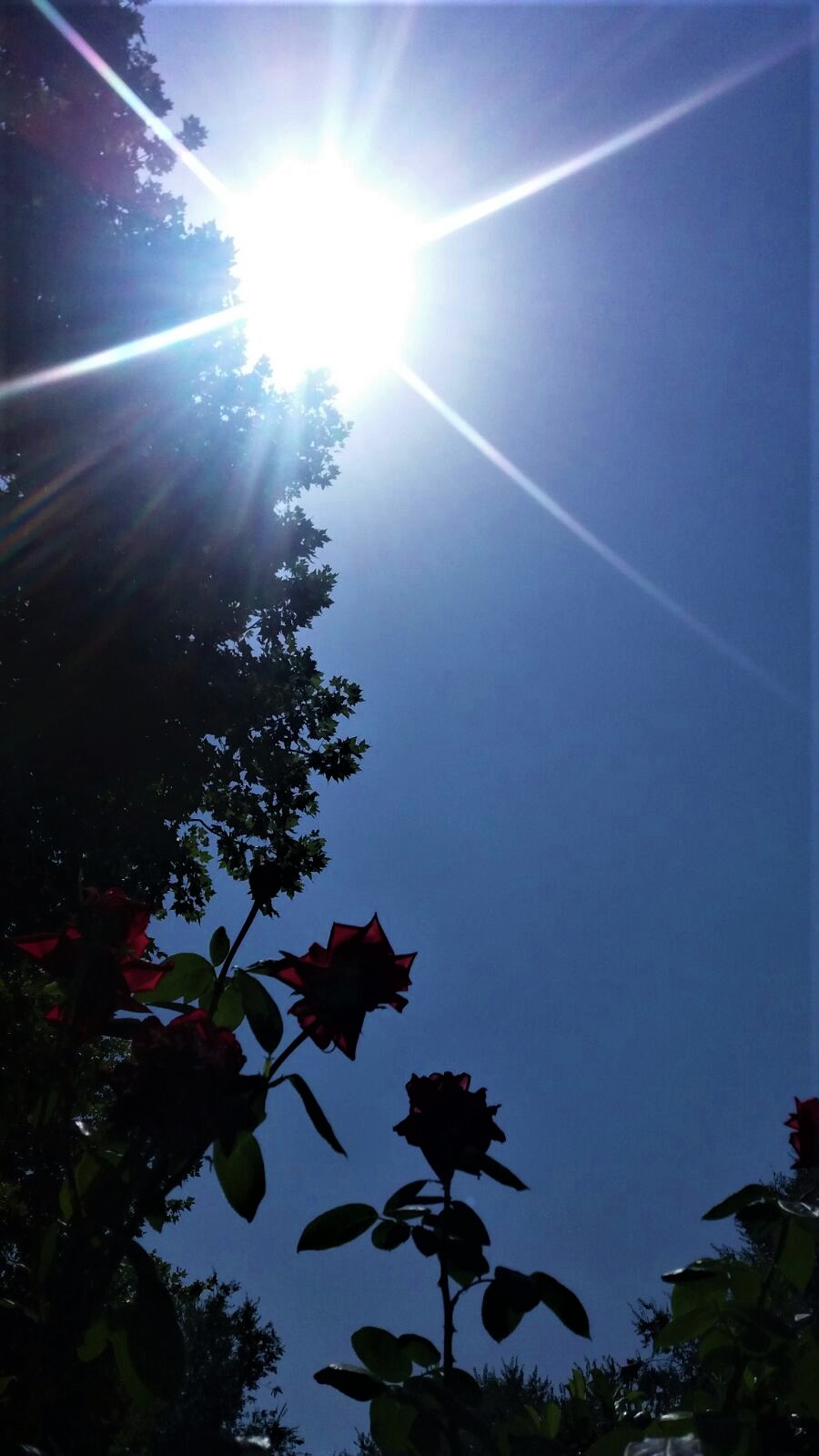 roses and sun in the middle of summer.
