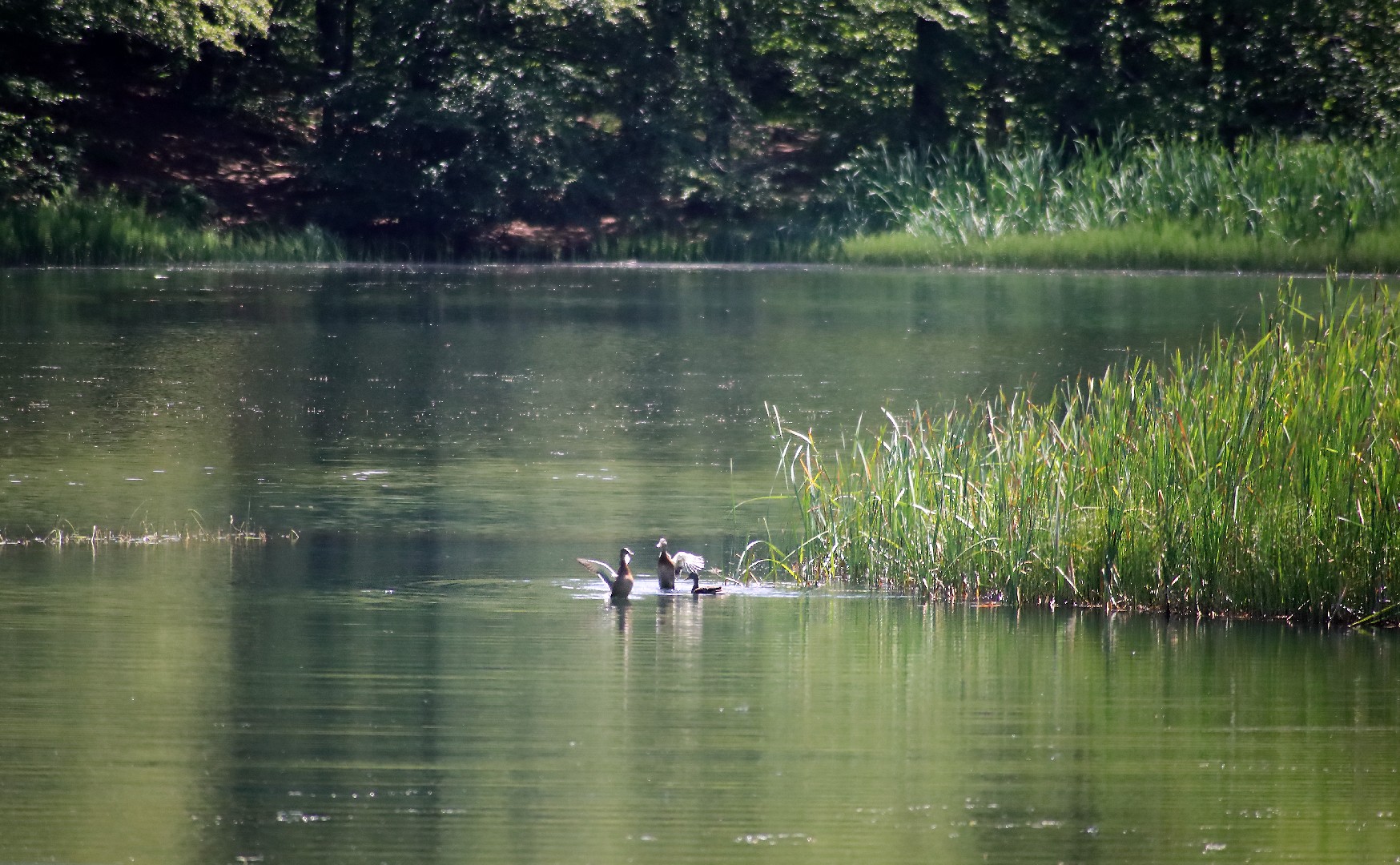 soligor 100-400 AF canon