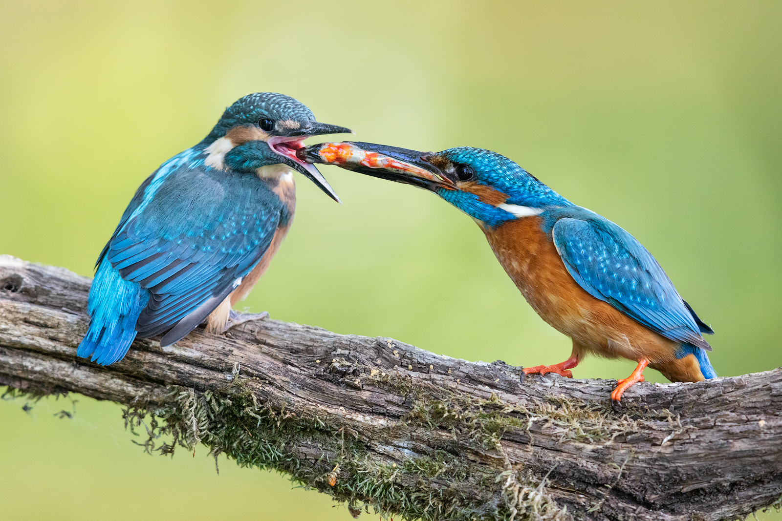 Kingfisher parental love