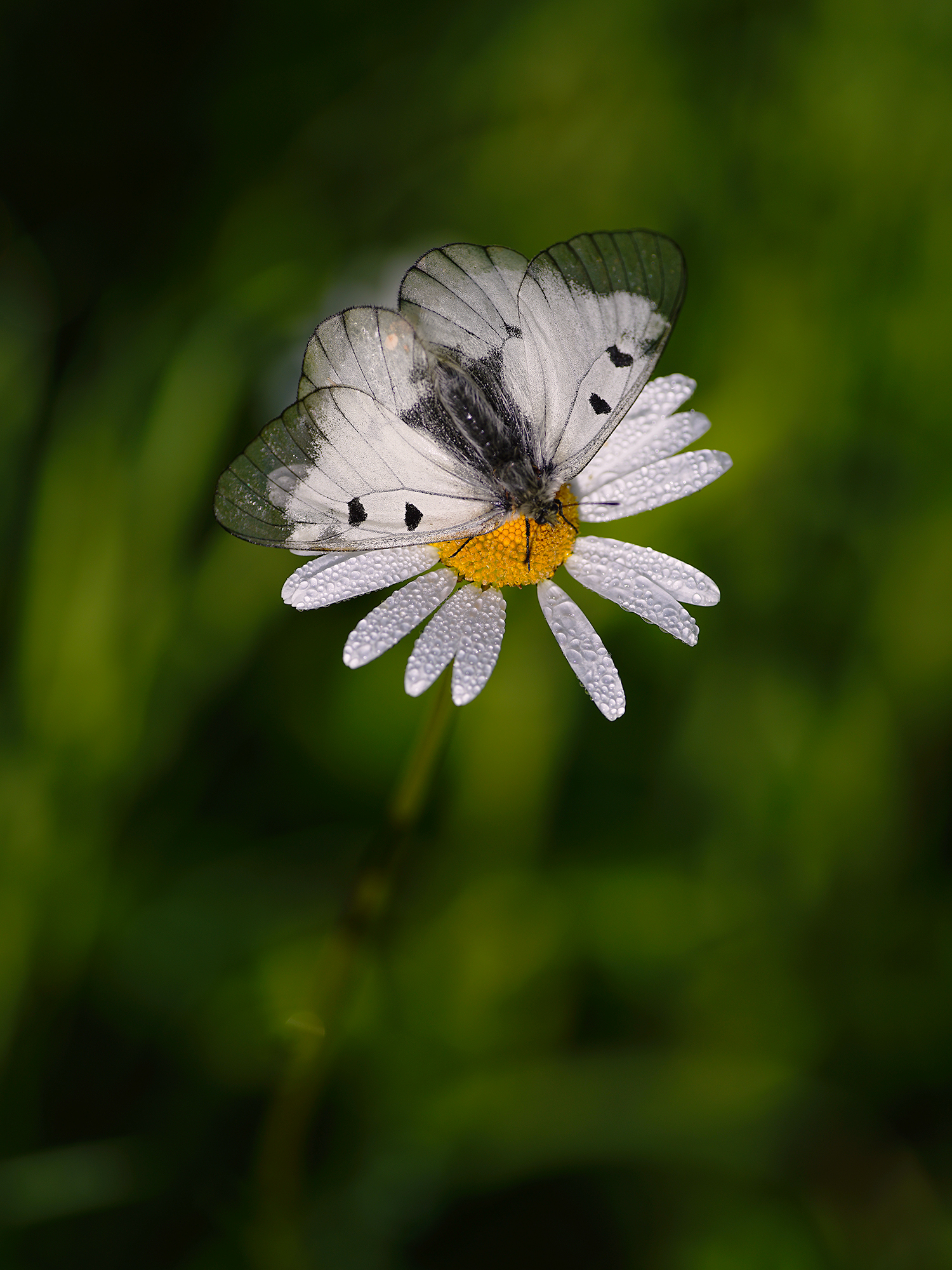 A pleasant morning surprise
