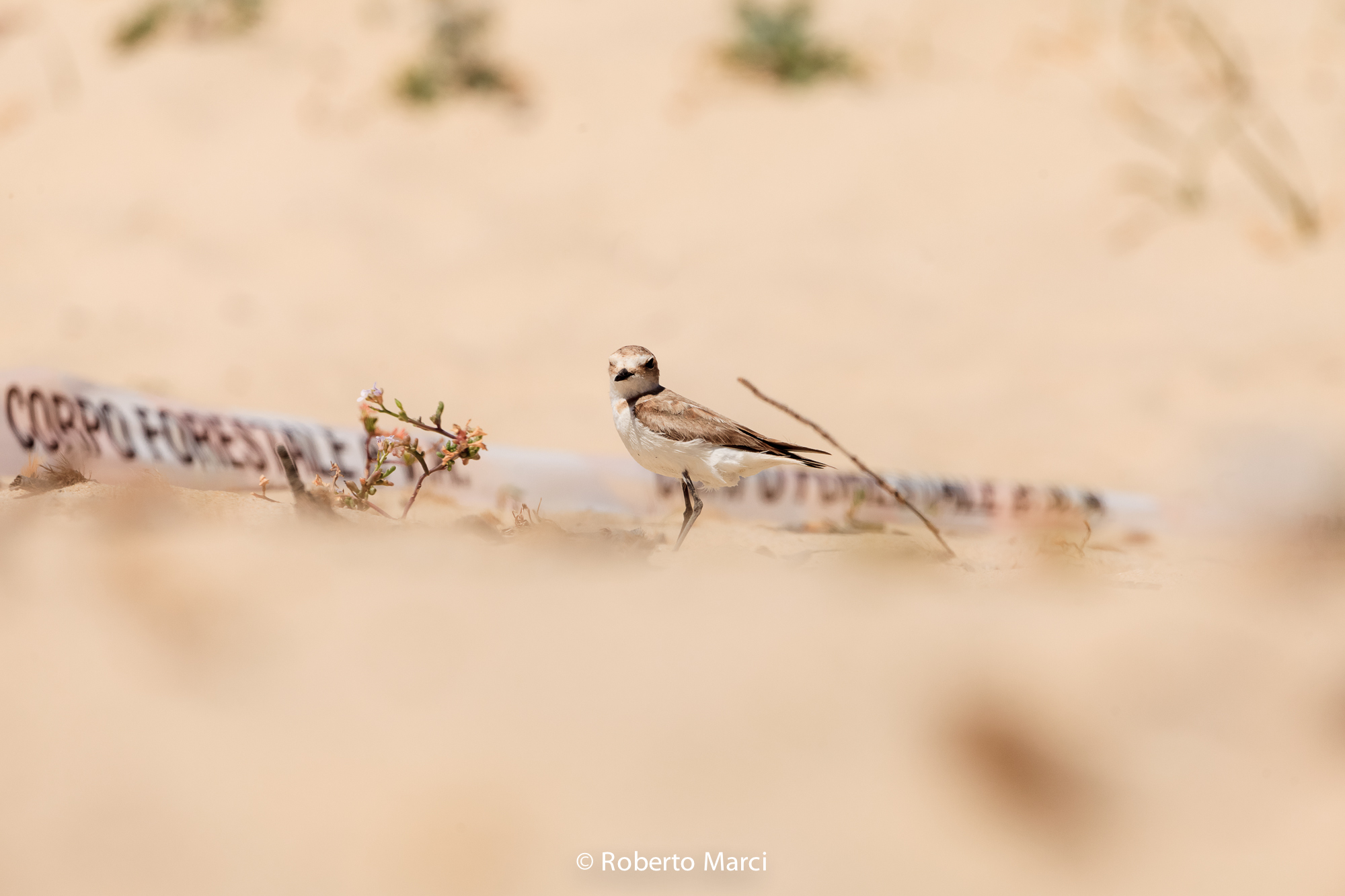 Fratino tutelato dal Corpo Forestale della Sardegna