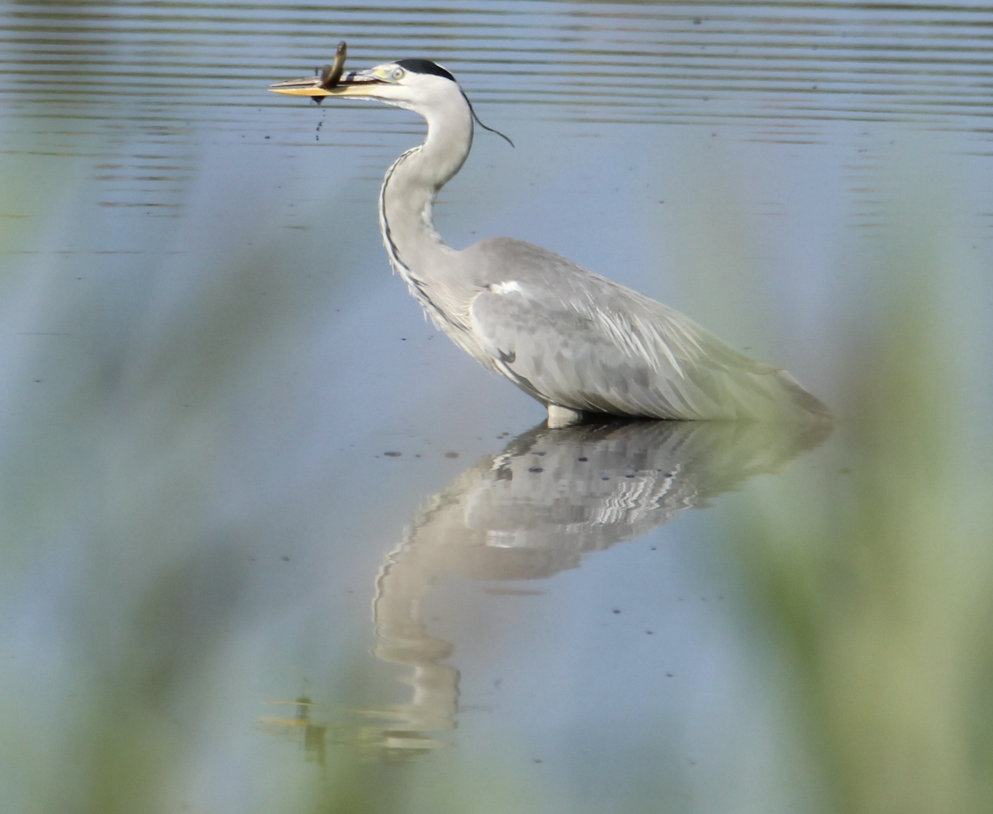 Airone grigio con gambero!!