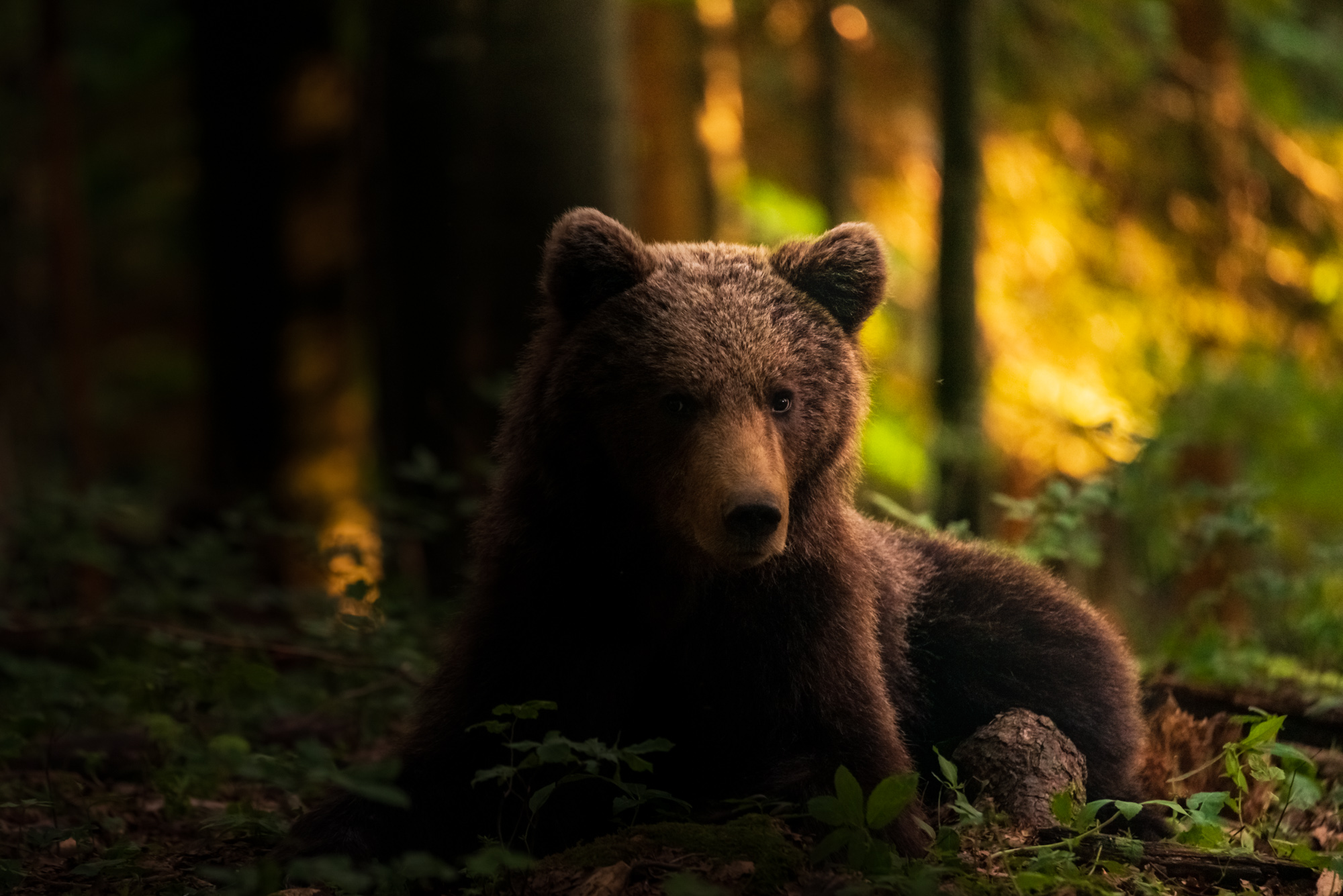 Like a stuffed animal