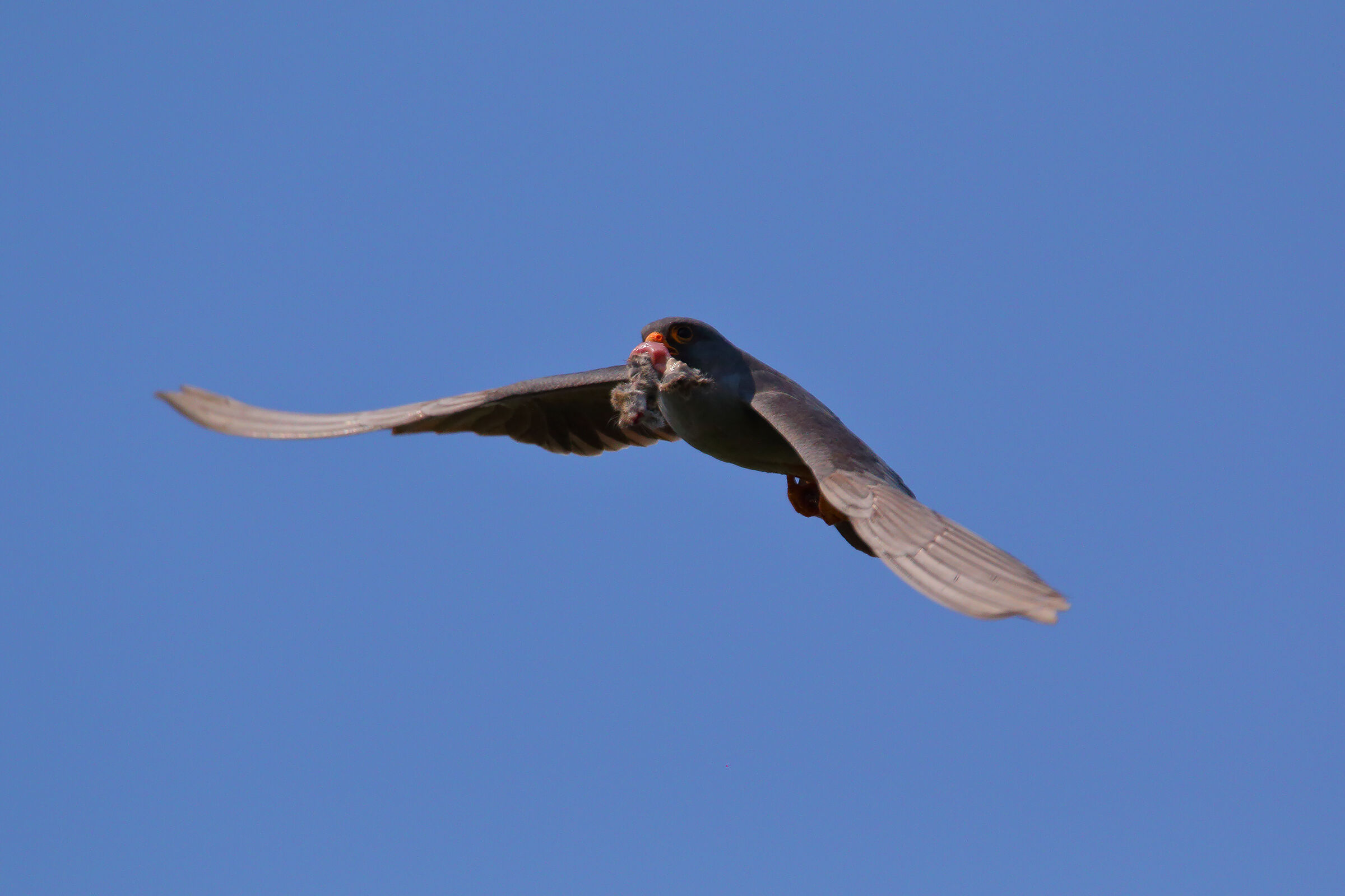 di ritorno con preda