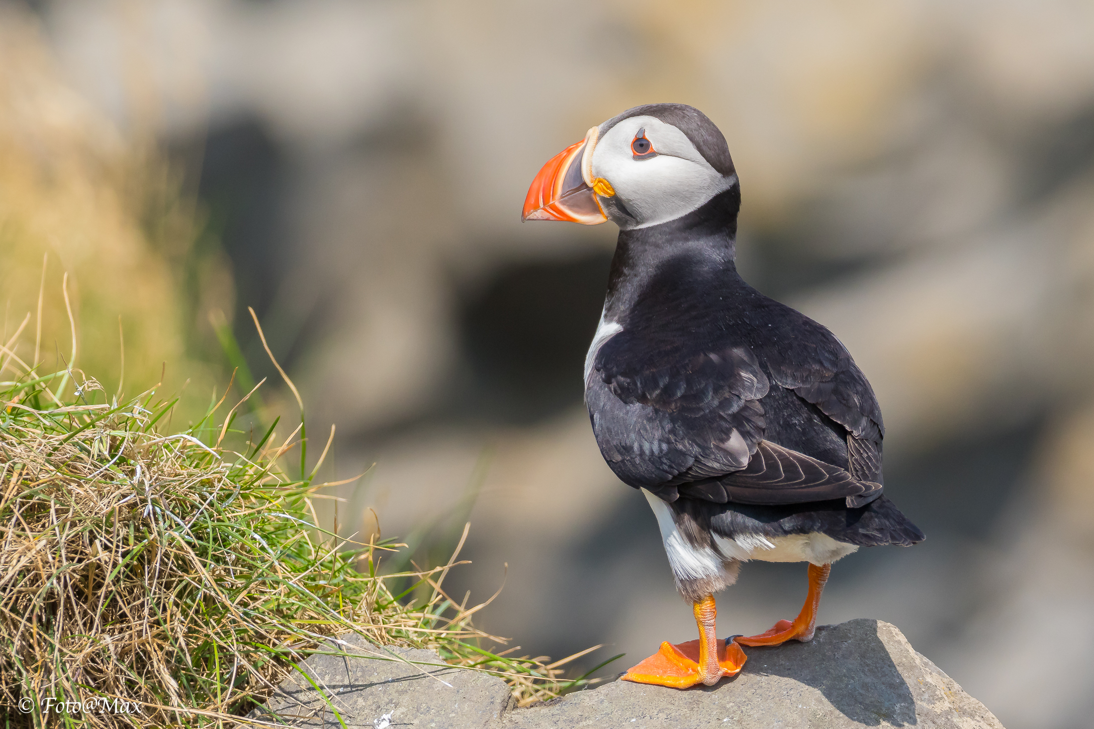 una splendida creatura