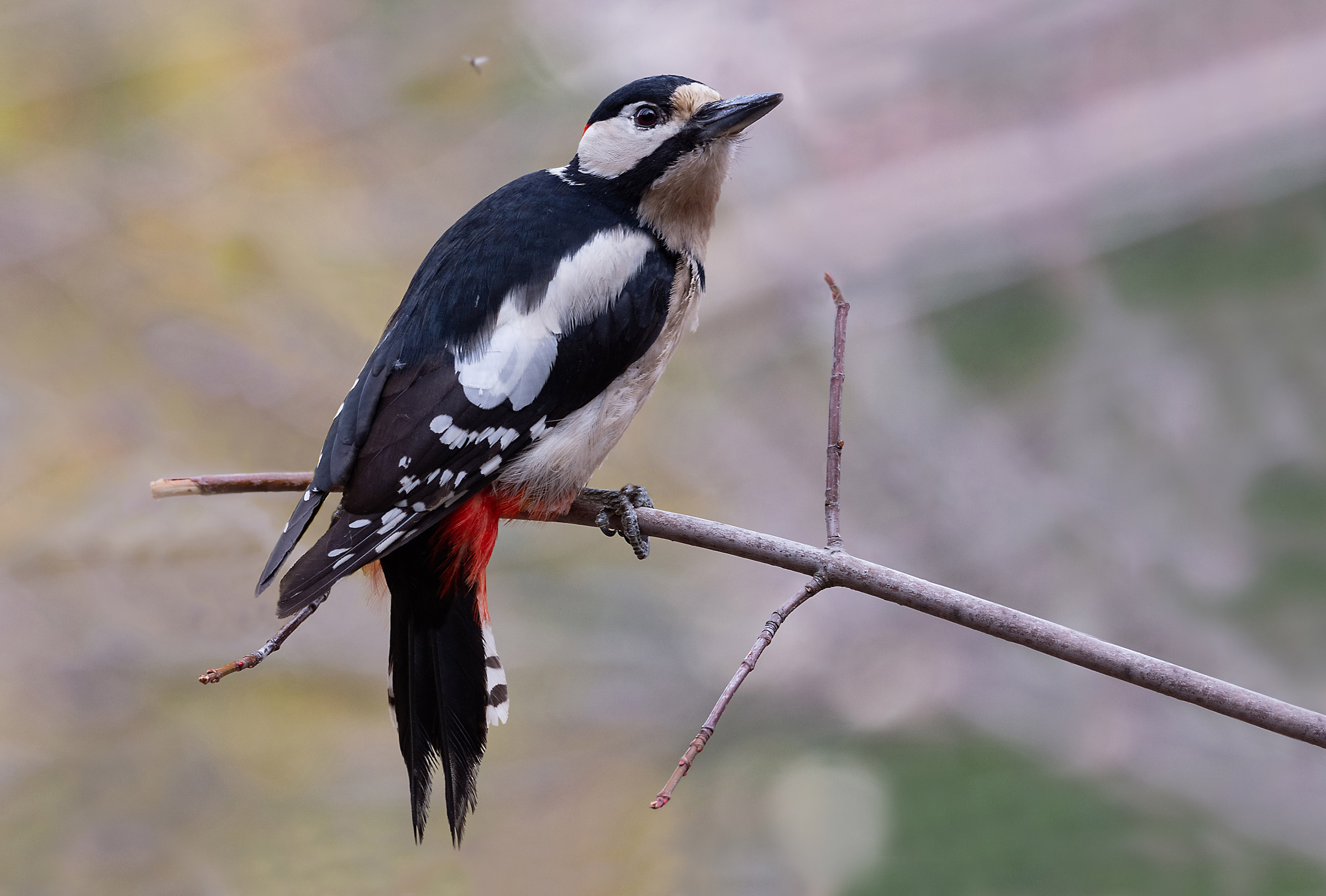 Major red woodpecker