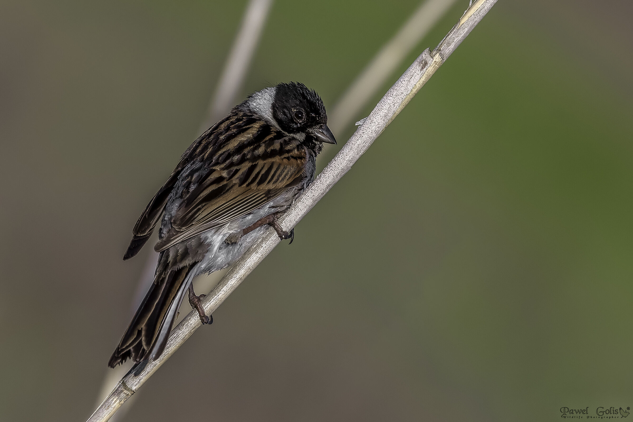 Pancia comune di canne (Emberiza schoeniclus)