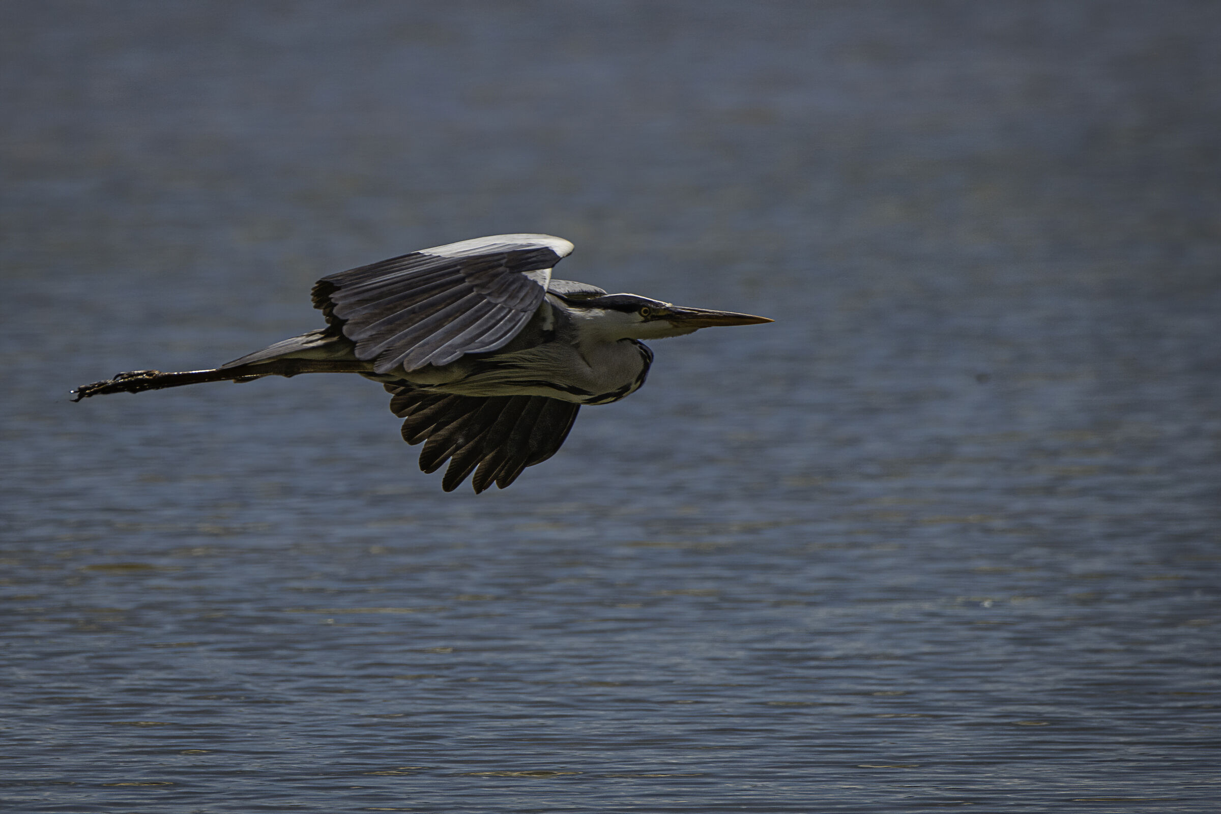 il "missile" cenerino