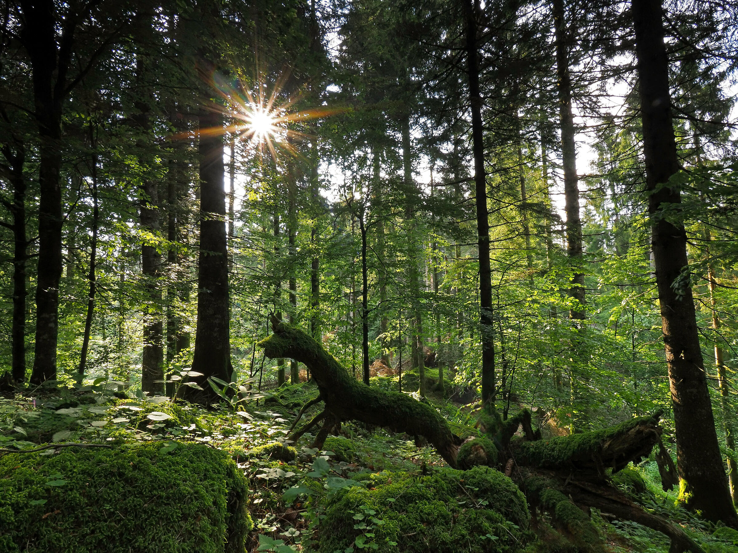 Il guardiano della foresta