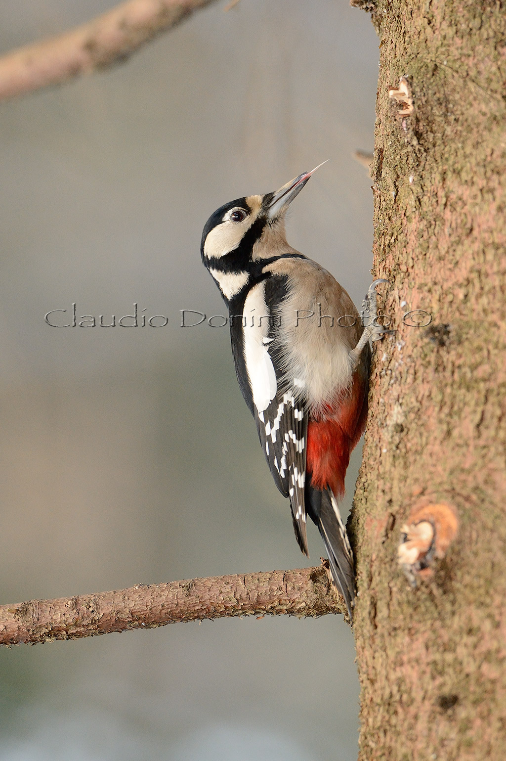 Female woodpecker