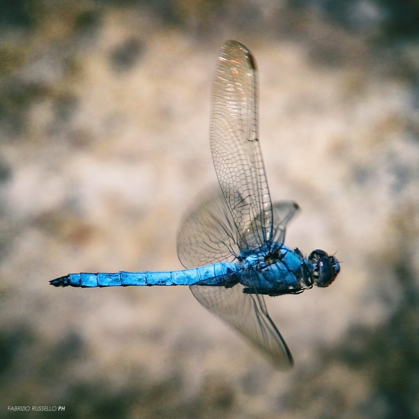 Blue Dragonfly