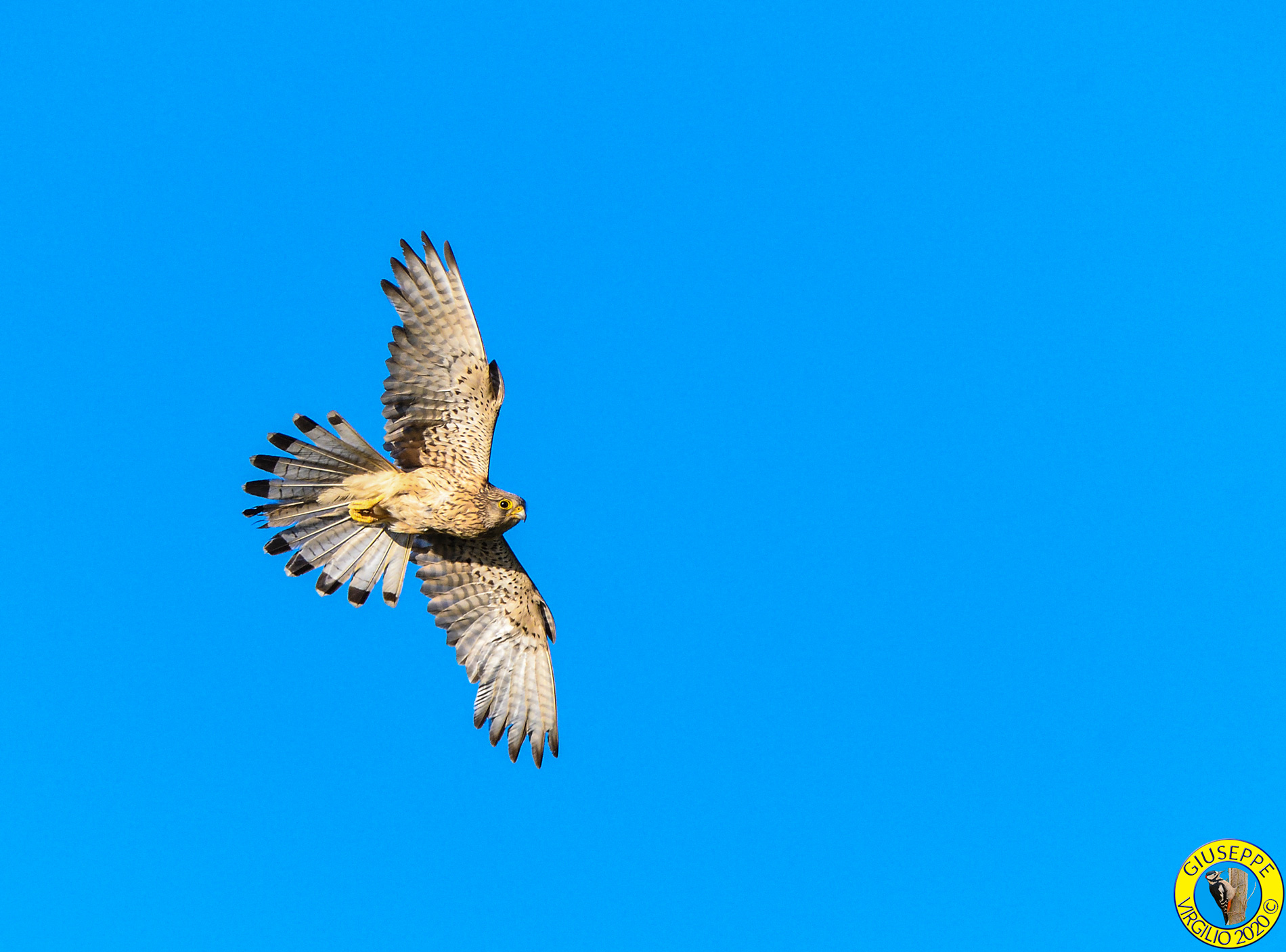Gheppio Femmina (Sardegna 2020)