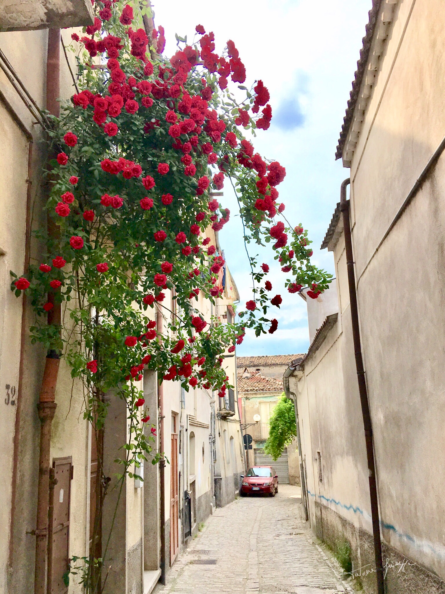 Roses