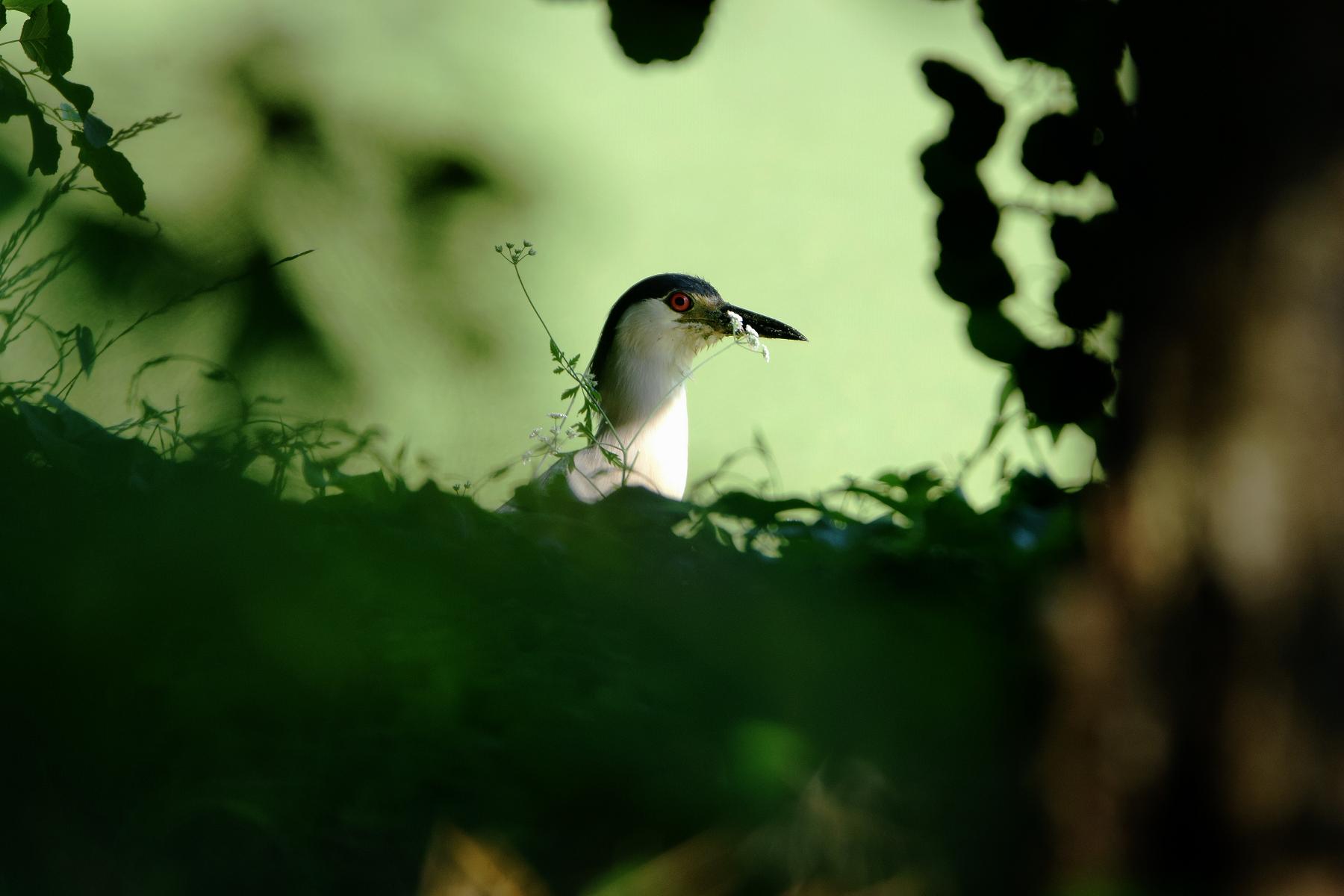 Profilo con  inserto floreale