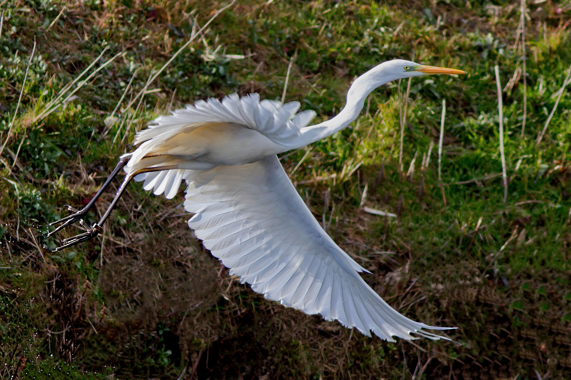 Sua Maesta' Il Bianco