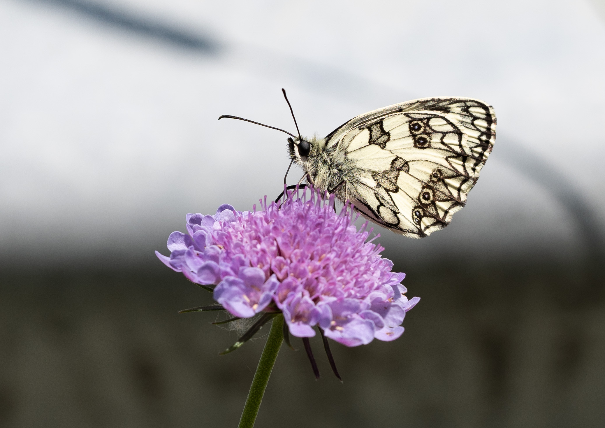 Freehand. First evidence...