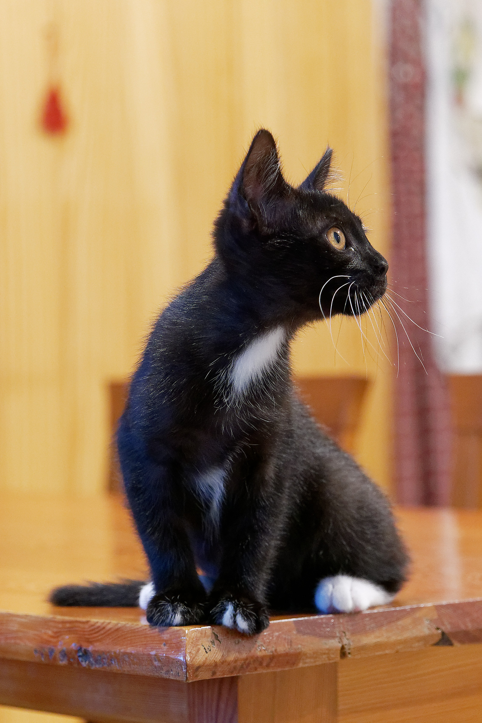 I've been trying to see a cat.