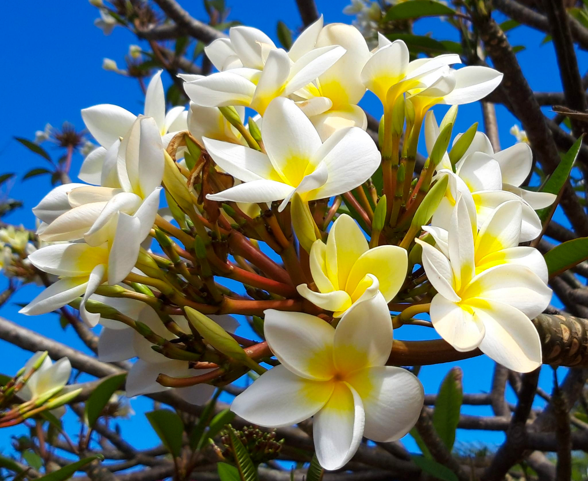 Frangipani flowers