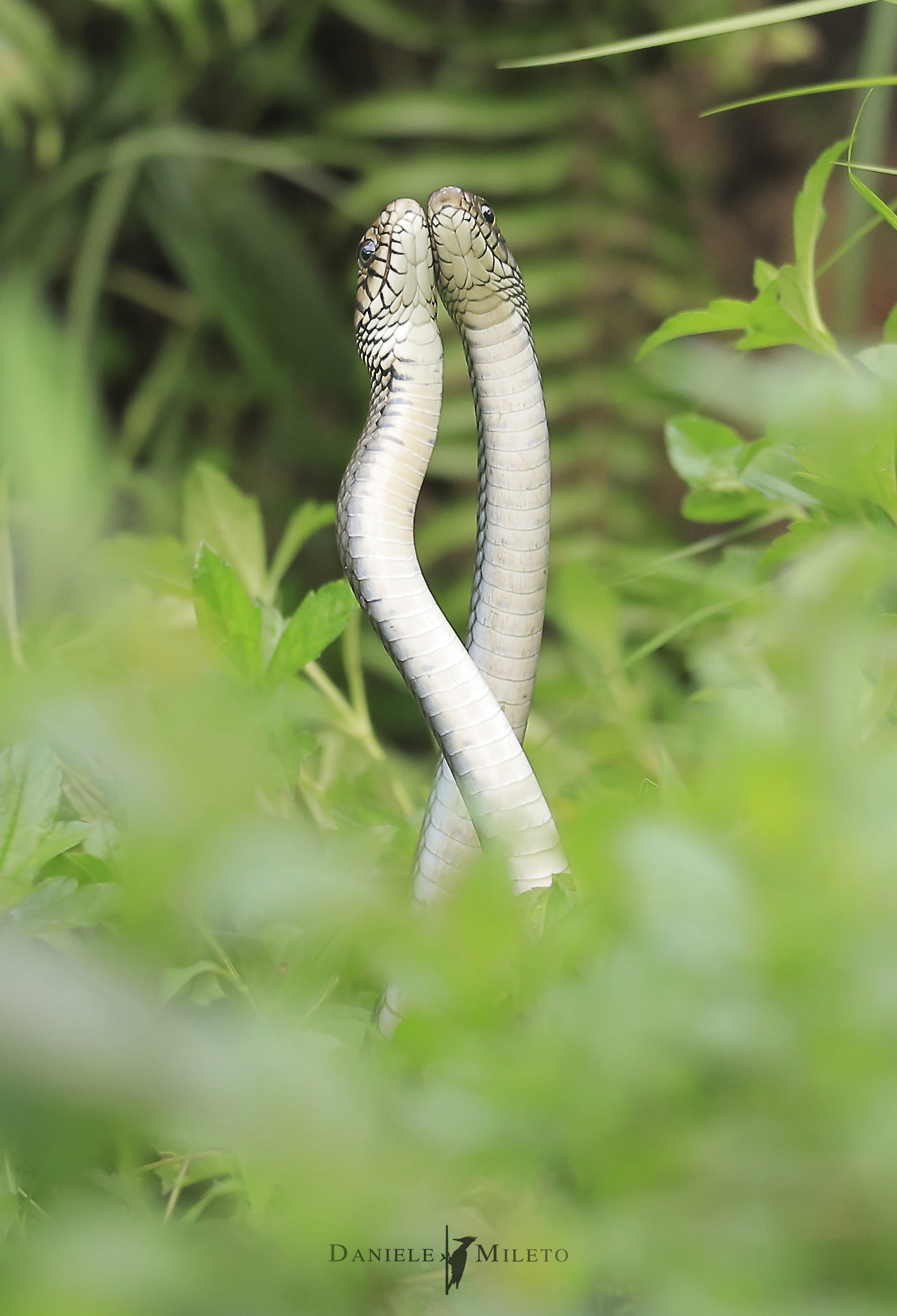 rat snake - combattimento per il territorio