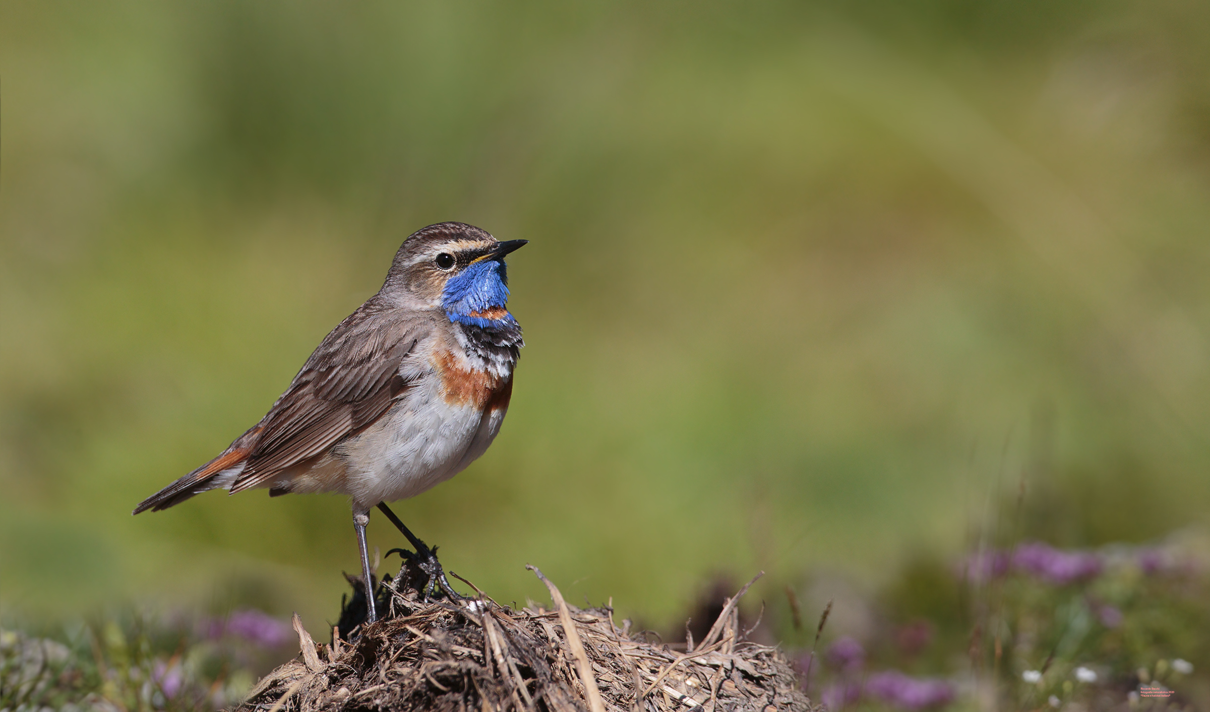 Pettazzurro e fiori alpini