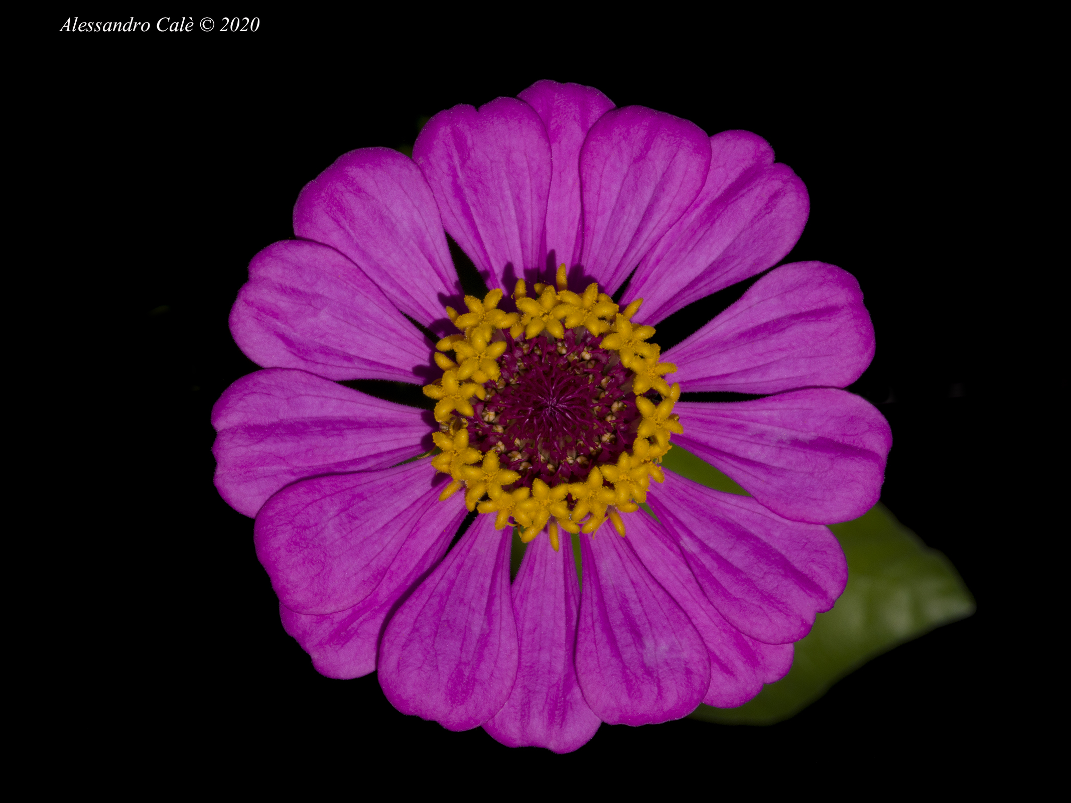 Zinnia 6352