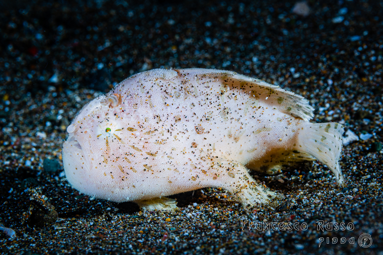 Striated frogfish - Variation