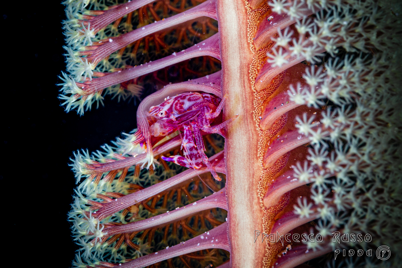 Soft coral porcelain crab