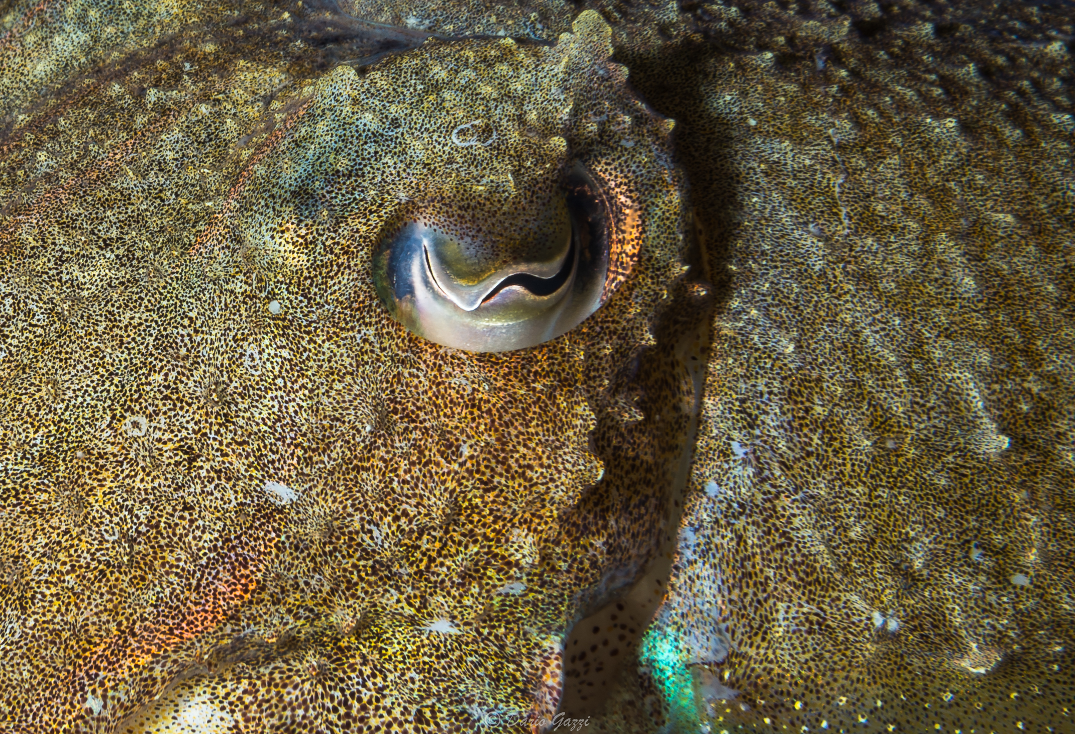 Cuttlefish closeup