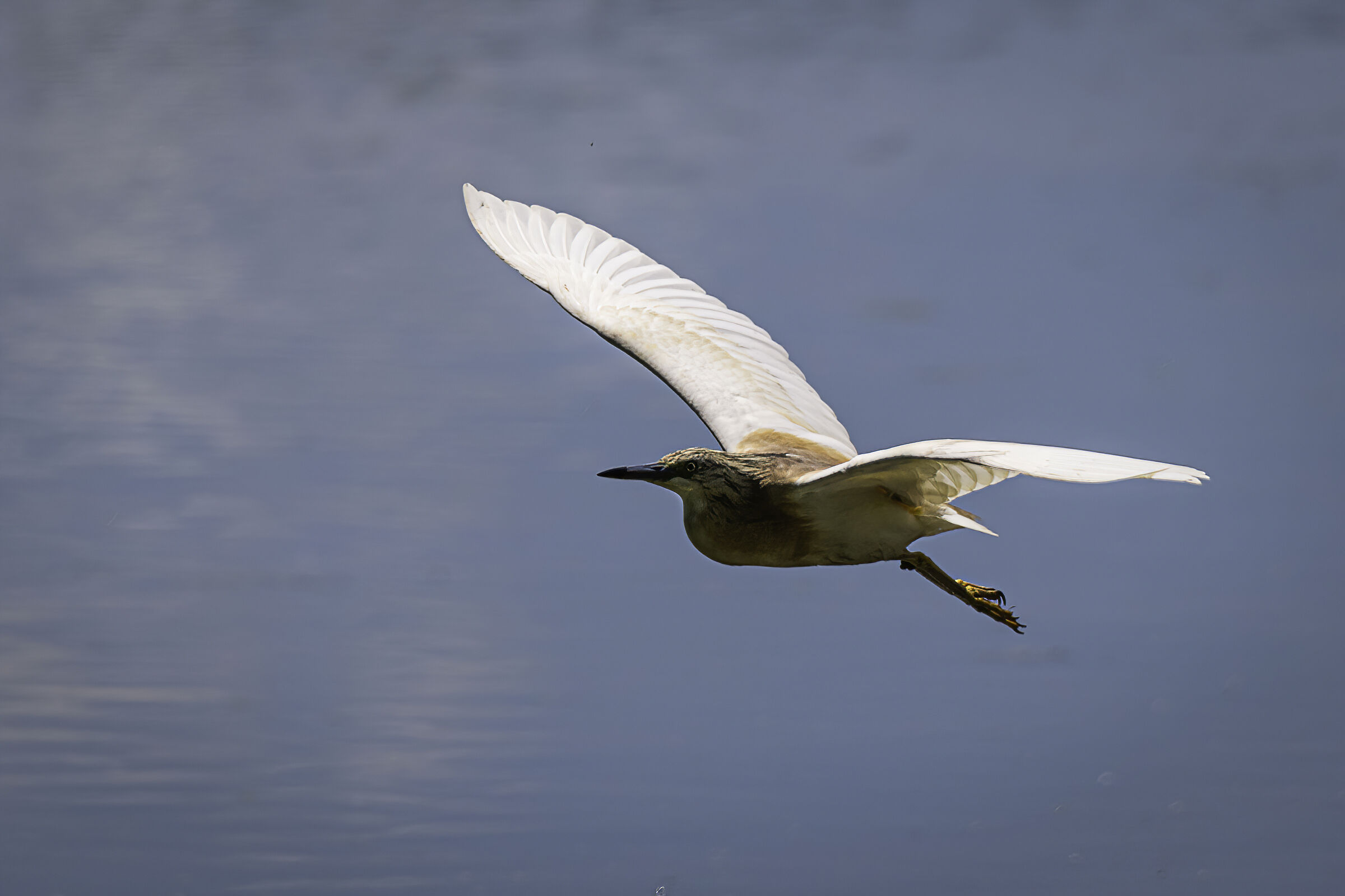 Sgarza ciuffetto in volo n.2