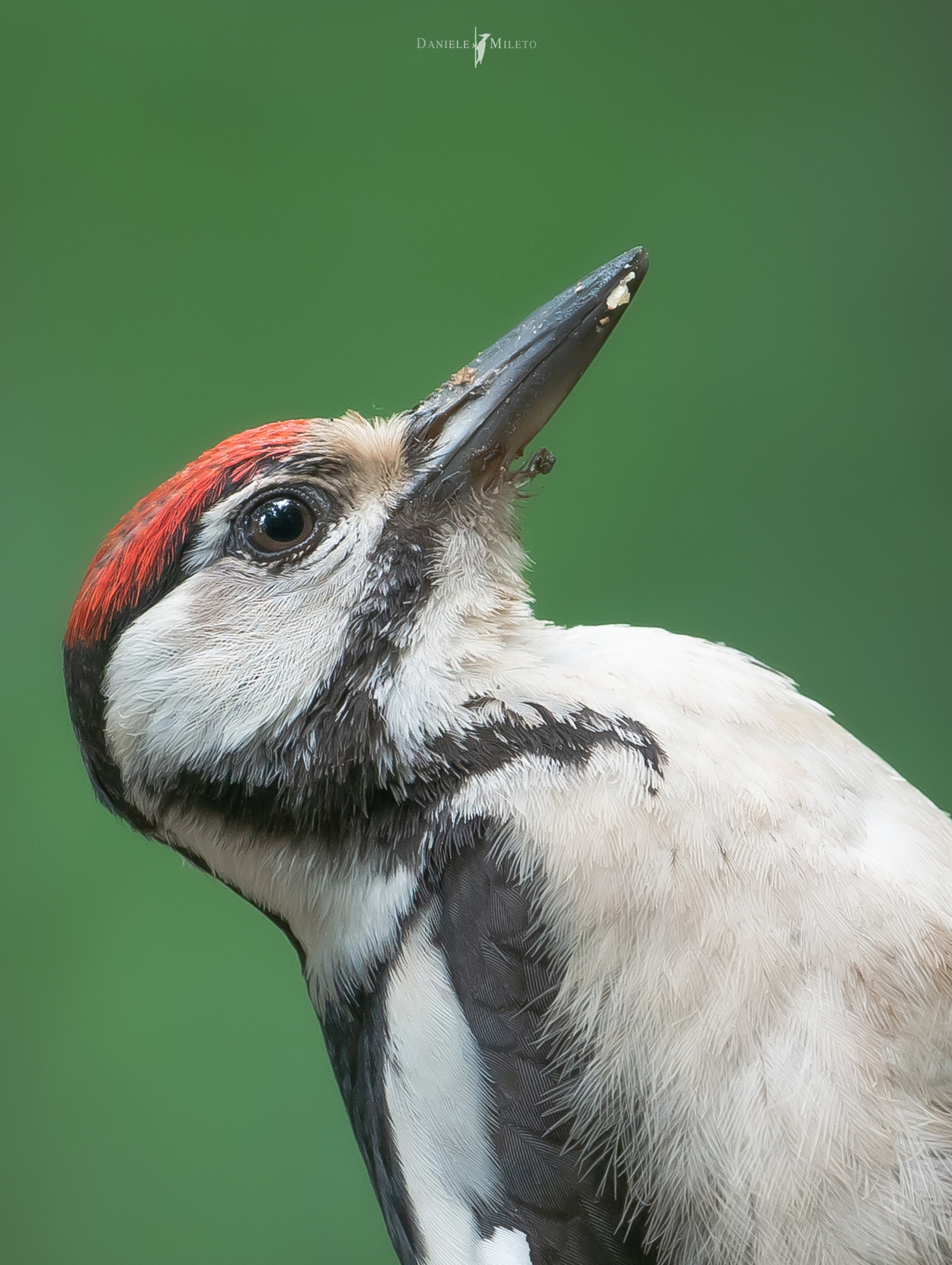 fototessera del giovane picchio